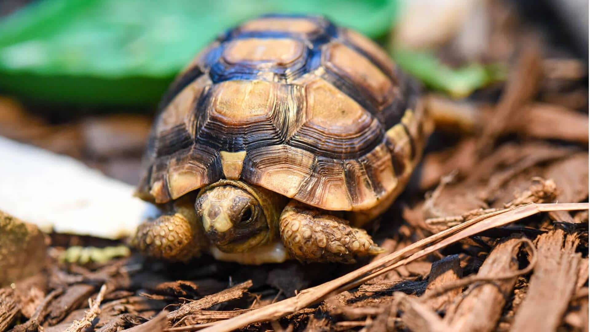 Desain Cangkang Kura-Kura: Mahakarya Alam yang Abadi