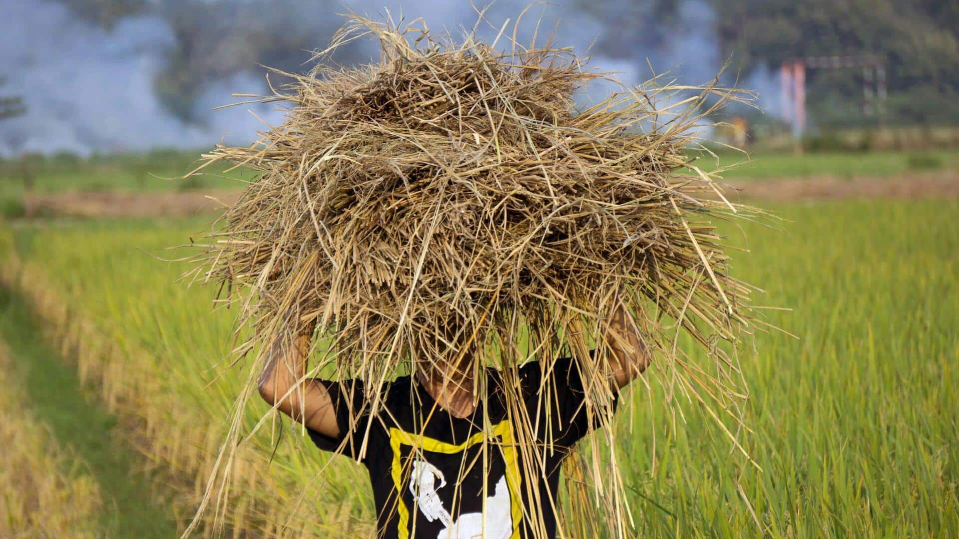 Manfaat Ramah Lingkungan dari Jerami Padi untuk Briket Bio