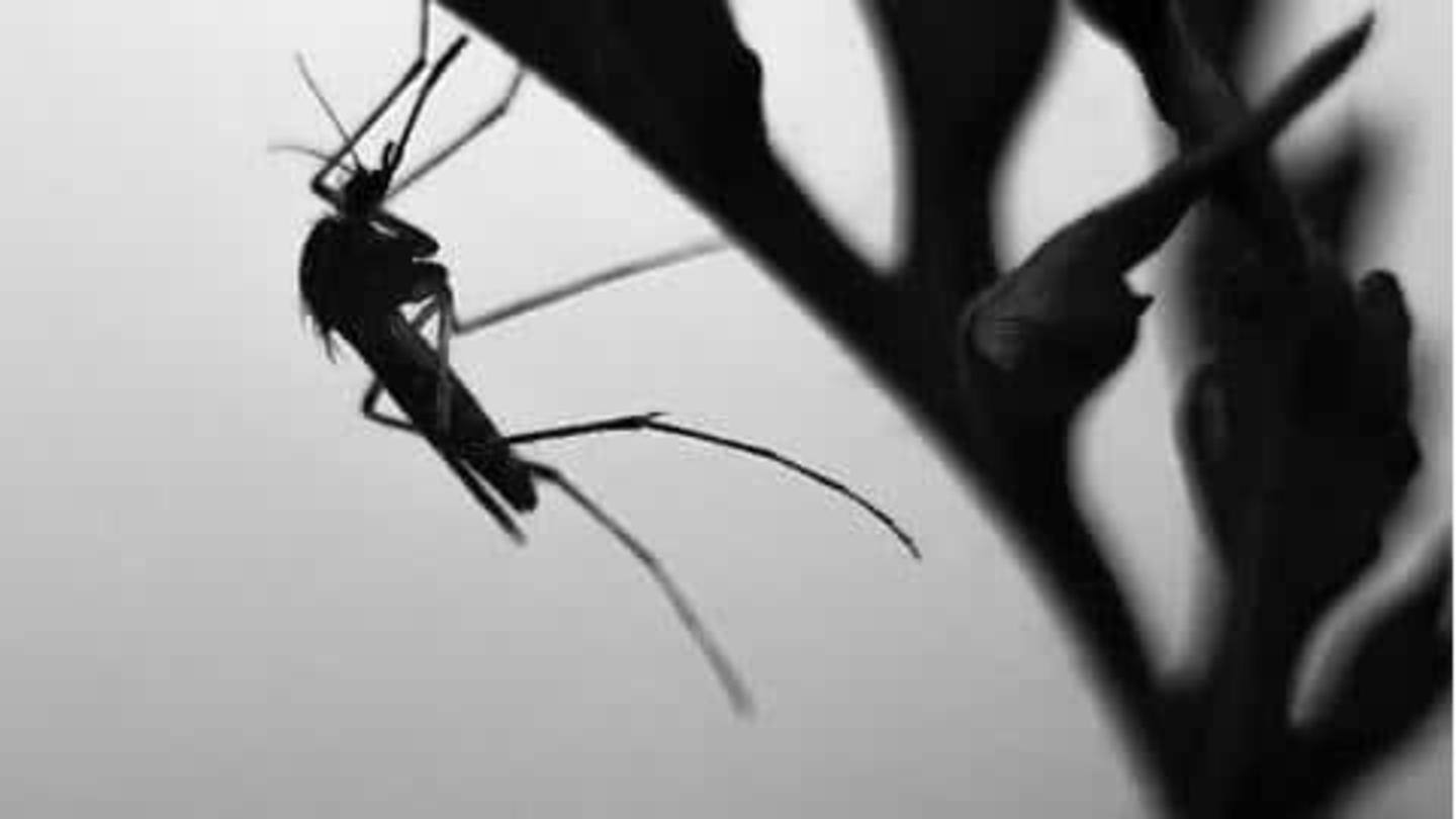 5 cara alami mengusir nyamuk
