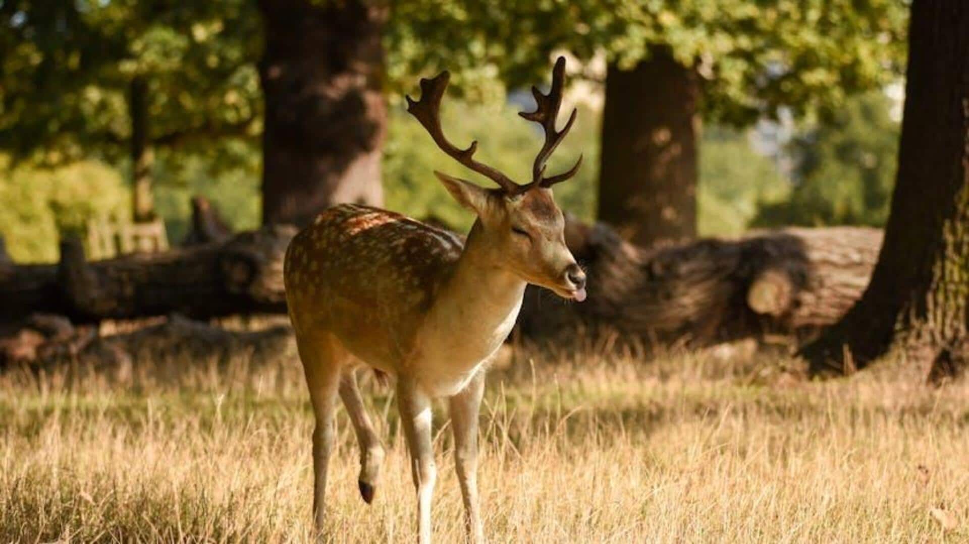 Menjelajahi Richmond Park: Keajaiban Alam London yang Tak Tersentuh