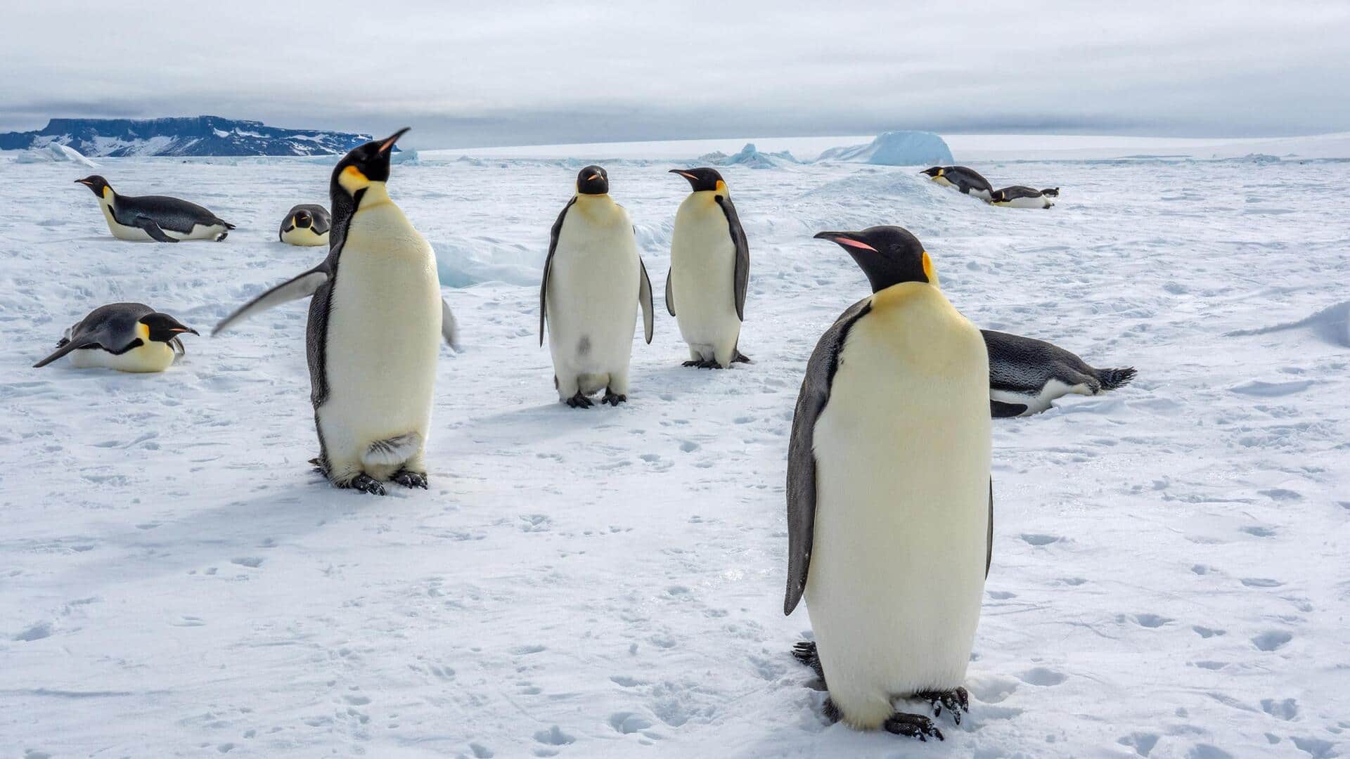 Bulu Penguin: Adaptasi terhadap Cuaca yang Beragam