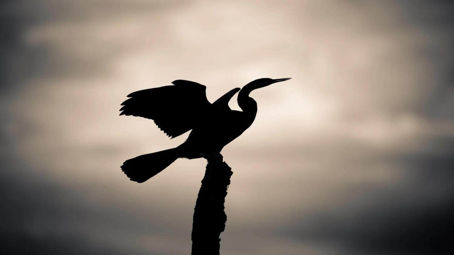 Seni Fotografi Siluet: Menciptakan Karya yang Spektakuler