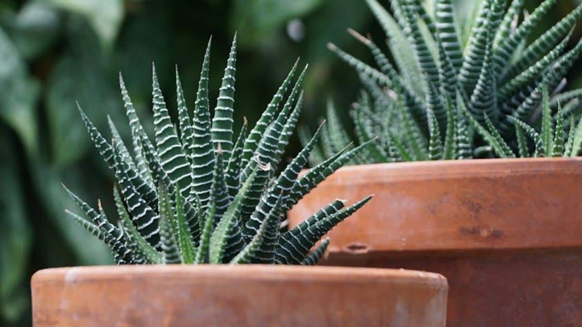 Menguasai Pertumbuhan Haworthia untuk Pemula