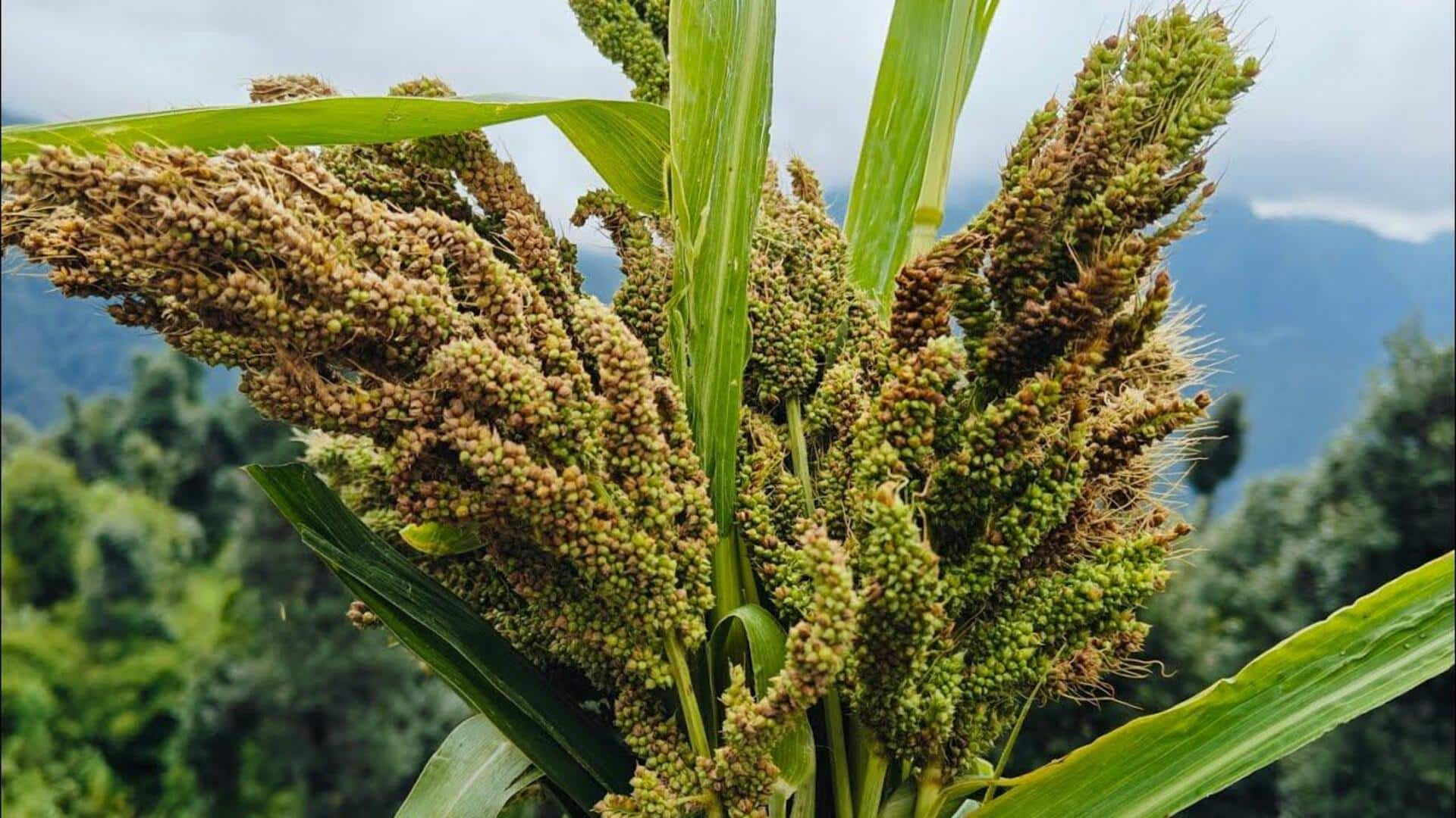 Sederet Bahan Yang Wajib Ada Dalam Masakan Uttarakhandi