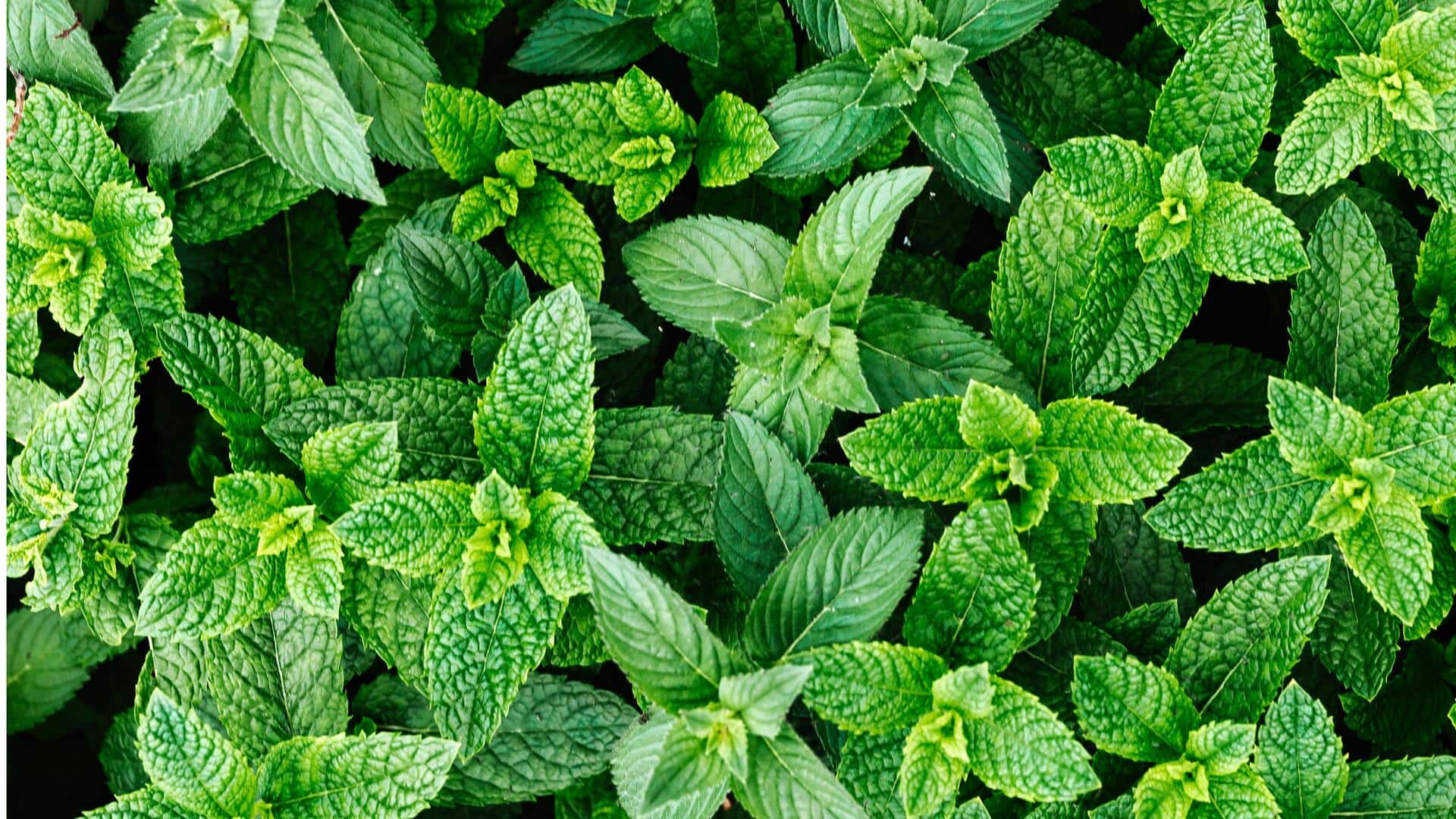 Lima Tanaman Pendamping Terbaik untuk Basil