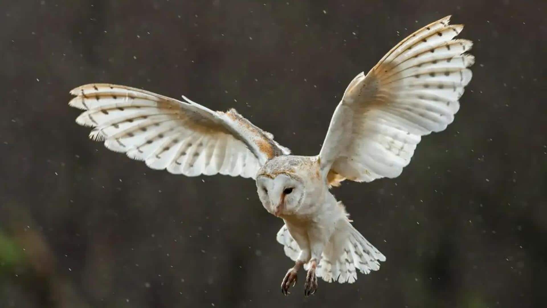 Manfaat Penerbangan Hening dari Sayap Burung Hantu