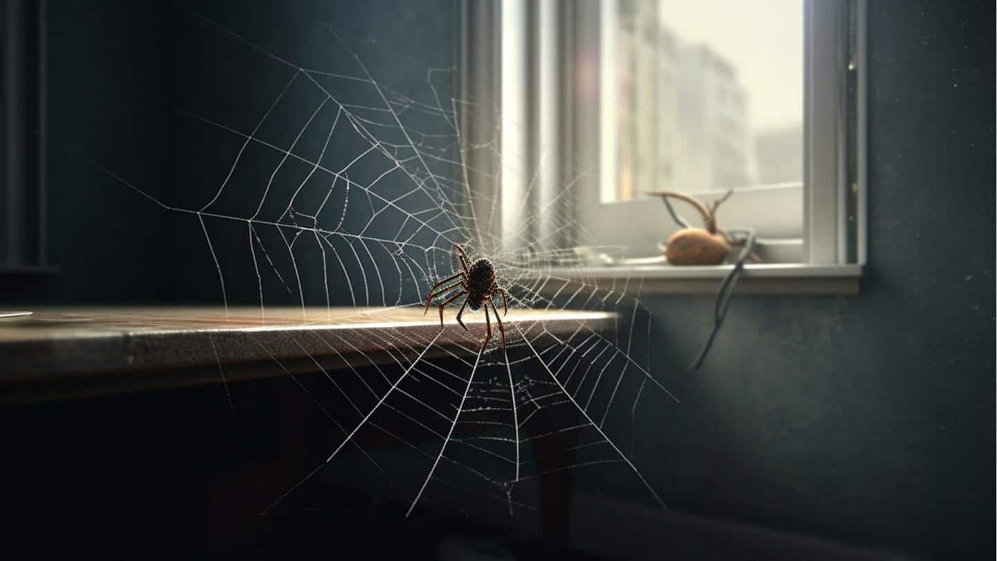 Bermasalah dengan laba-laba? Bahan-bahan rumahan ini dapat mengusir mereka