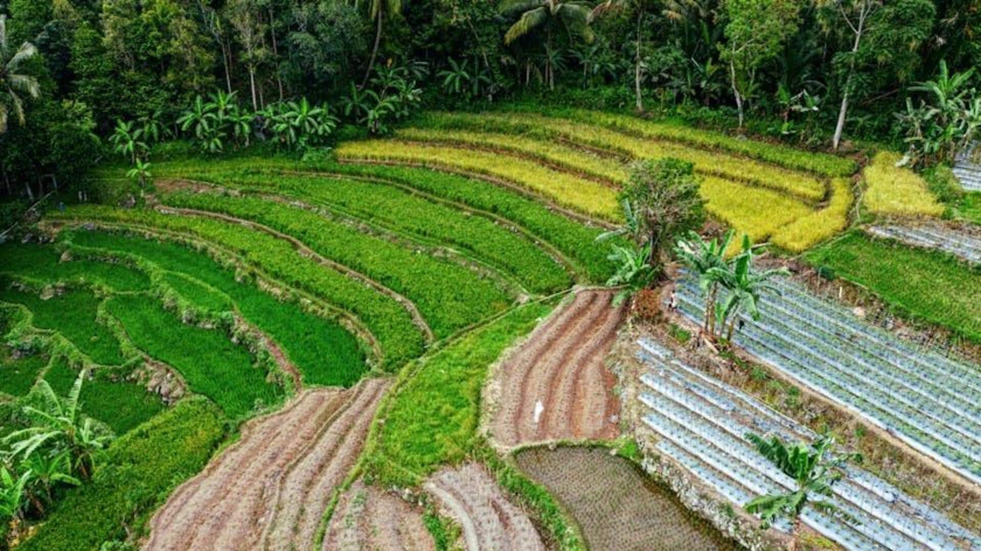 Inovasi Teknologi Pertanian di Pedesaan Indonesia