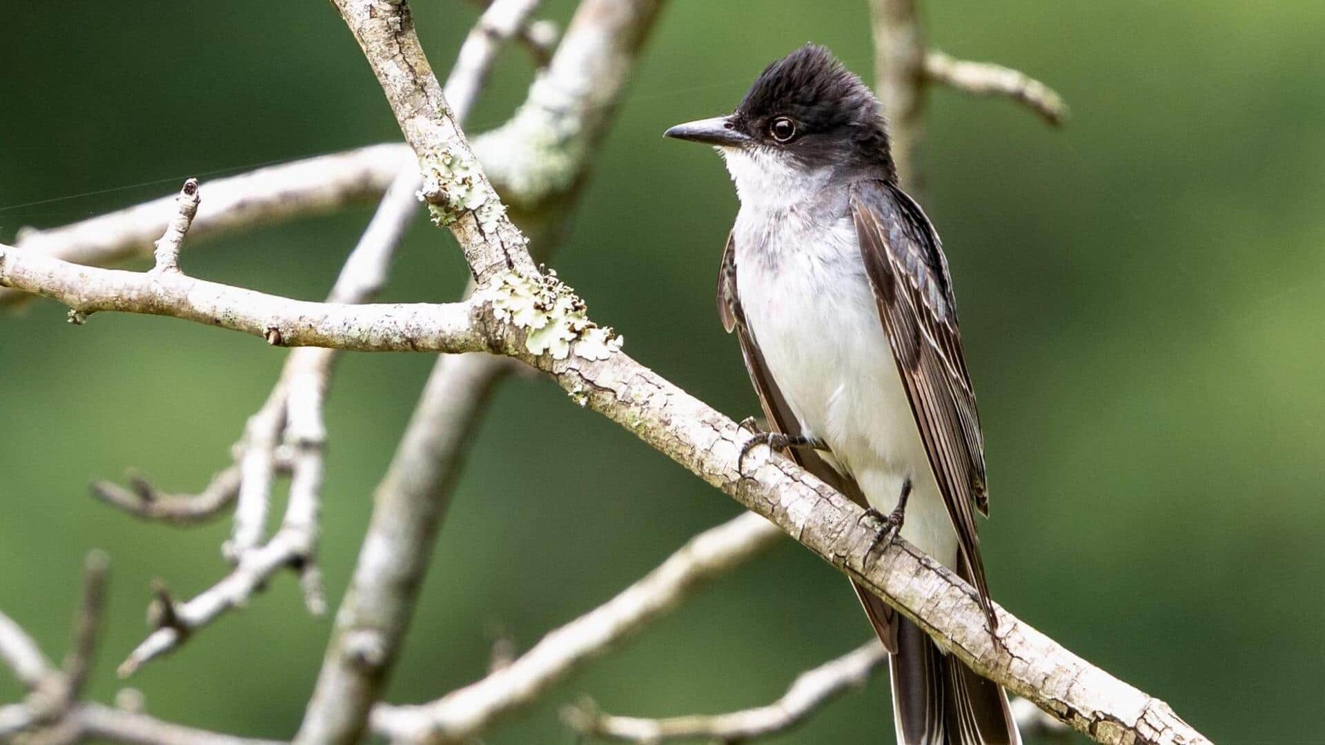 Lima Tempat Peristirahatan Favorit Kingbirds yang Mengejutkan
