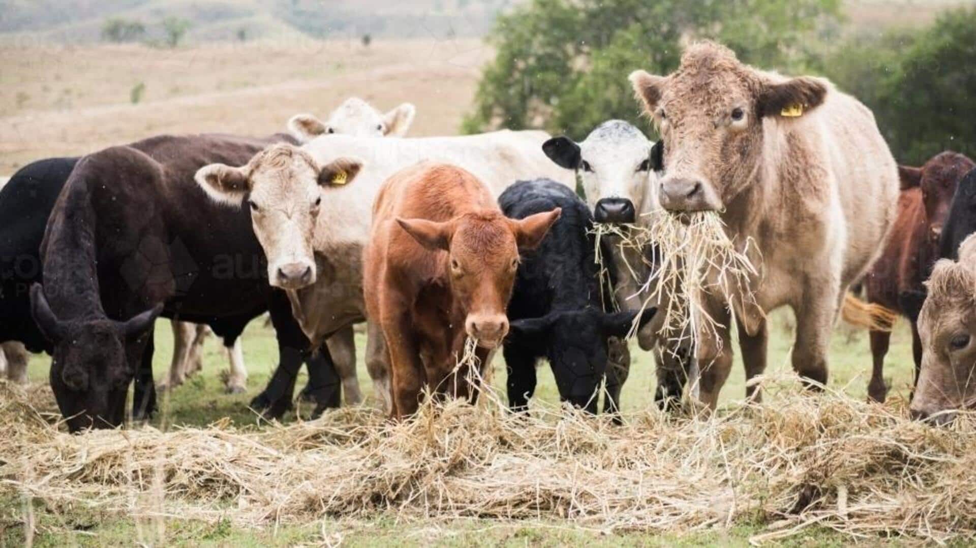 Memahami Camilan yang Digemari oleh Sapi Ternak Memahami Camilan yang Digemari oleh Sapi Ternak