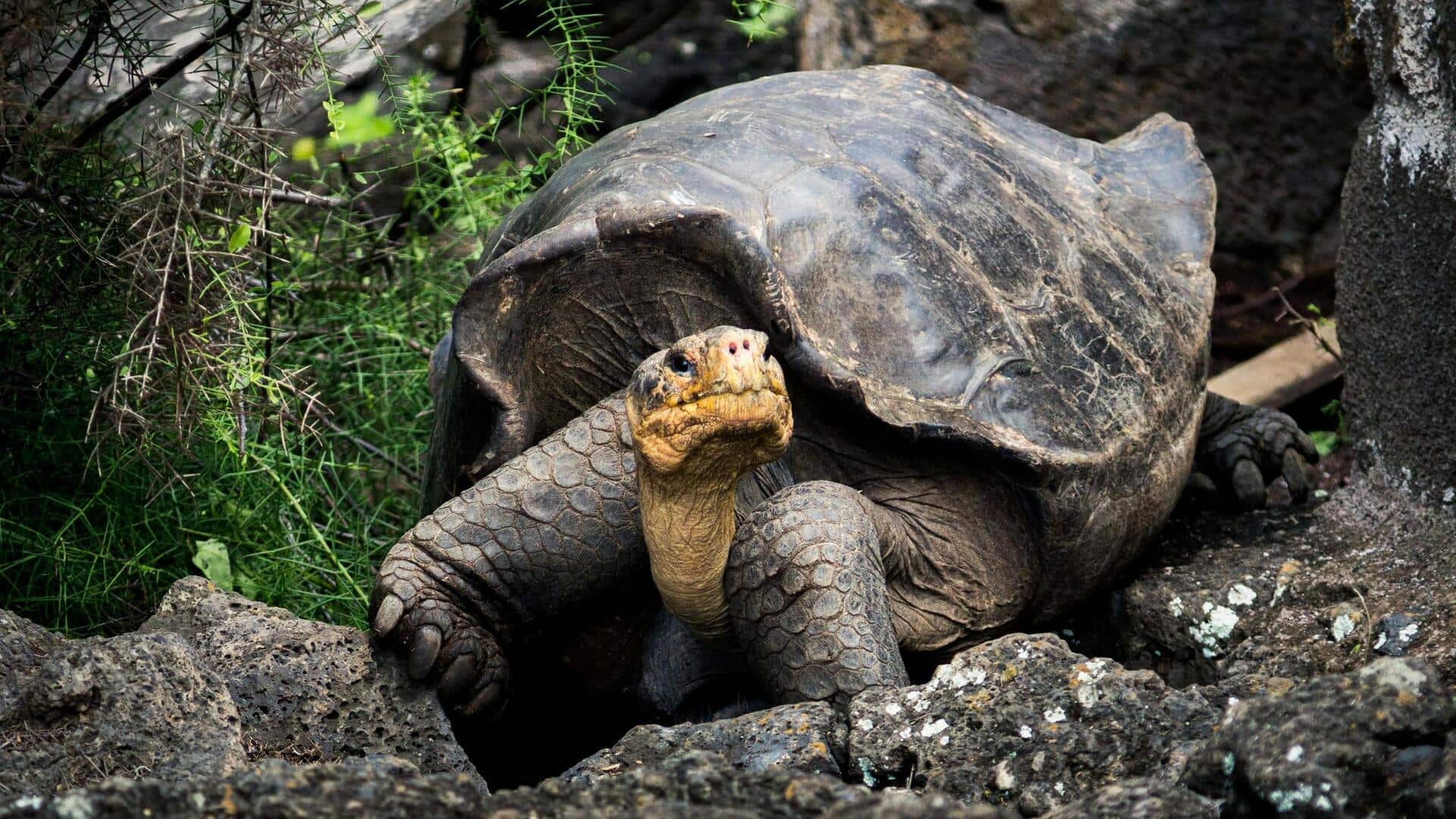 Menjelajahi Gunung Berapi Unik di Kepulauan Galapagos