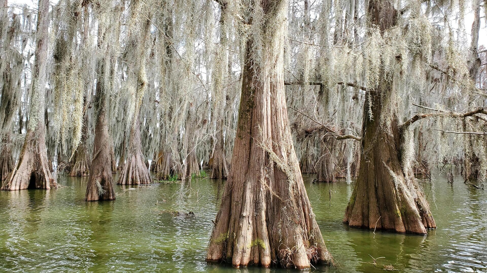 Menjelajahi Rawa-Rawa Cajun Country, Louisiana, AS