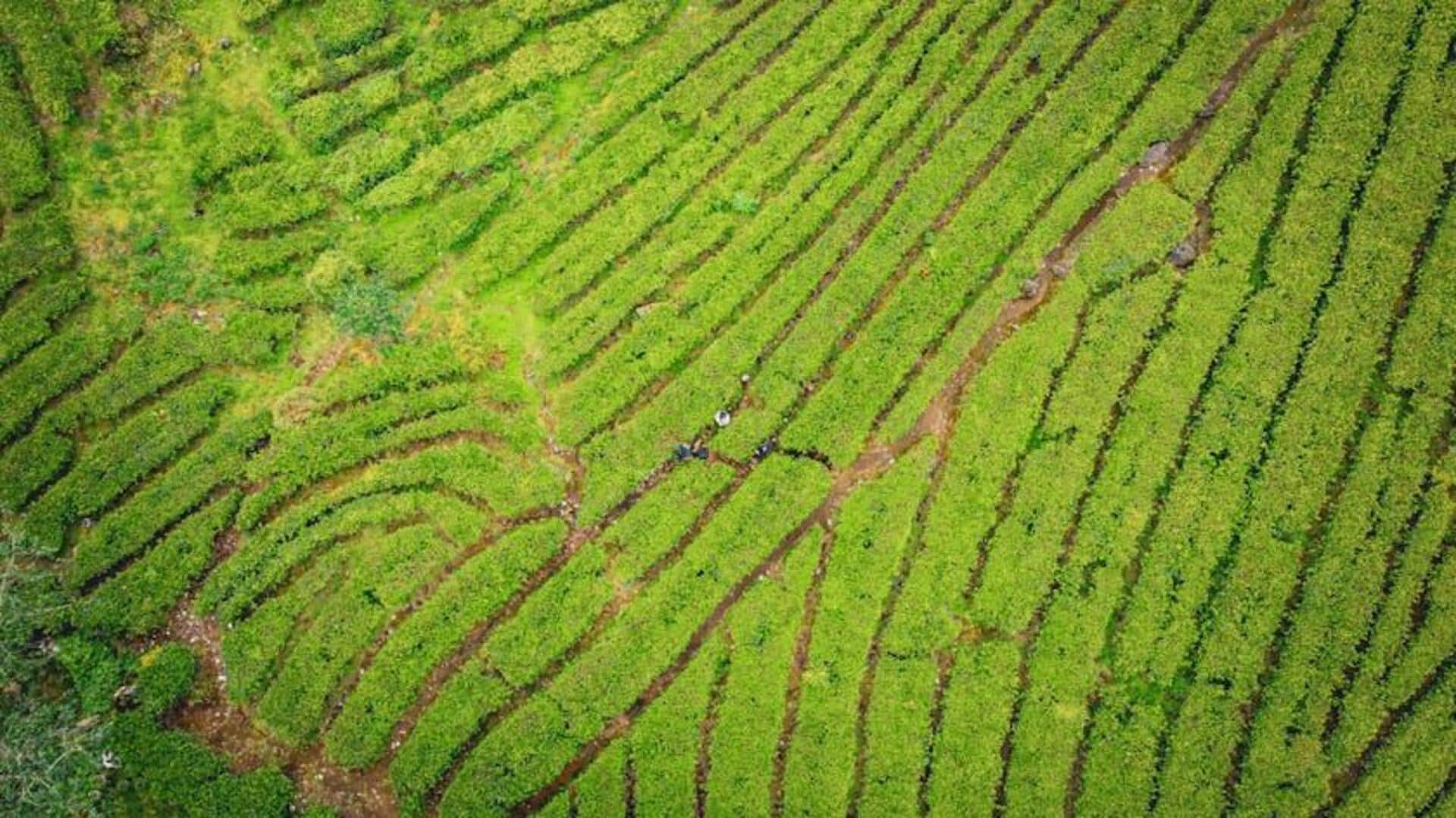 Panduan Utama ke Perkebunan Teh Bandung yang Indah Panduan Utama ke Perkebunan Teh Bandung yang Indah