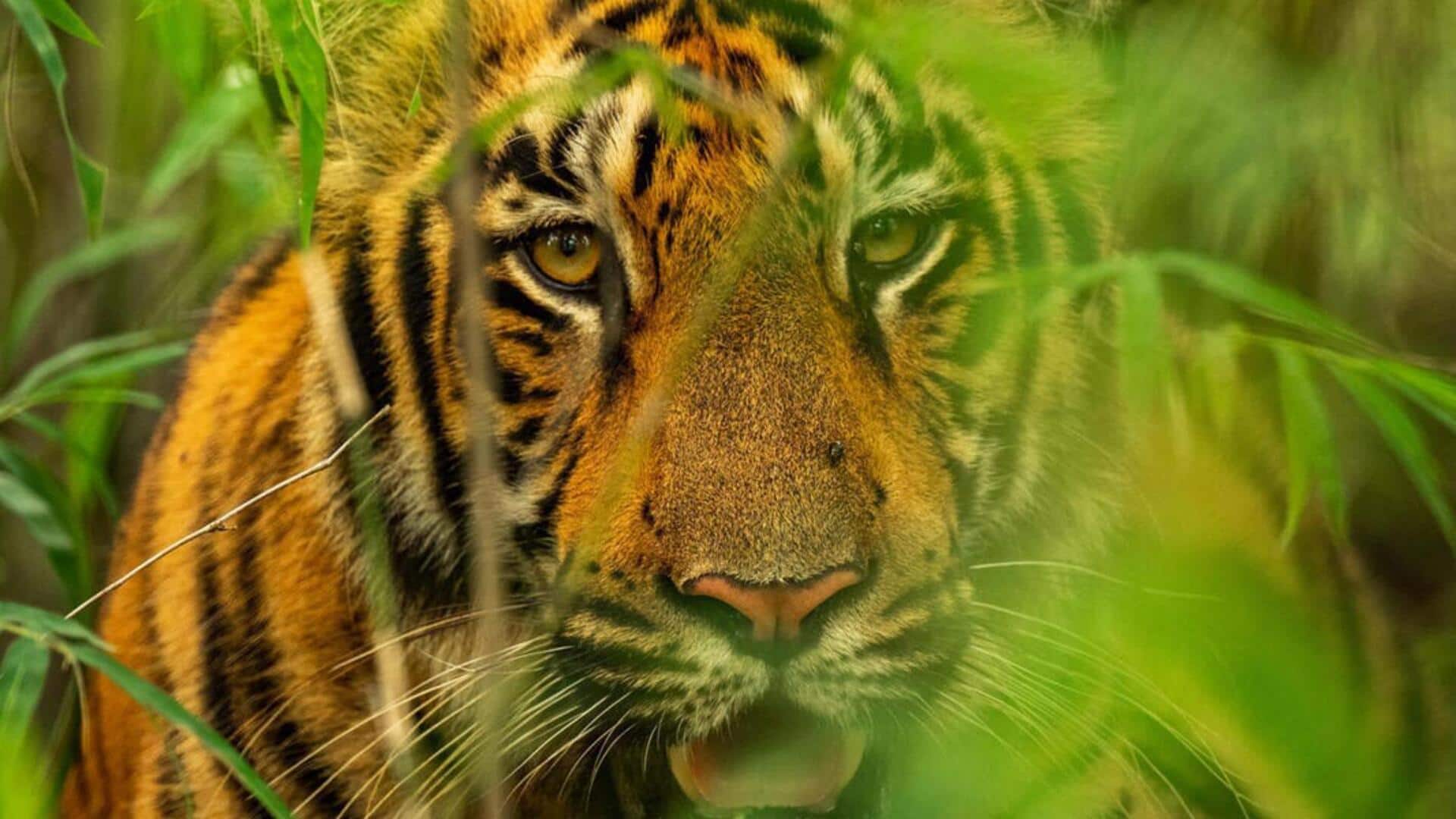 Lima Sinyal Perilaku yang Menarik dari Cara Harimau Berkomunikasi Lima Sinyal Perilaku yang Menarik dari Cara Harimau Berkomunikasi