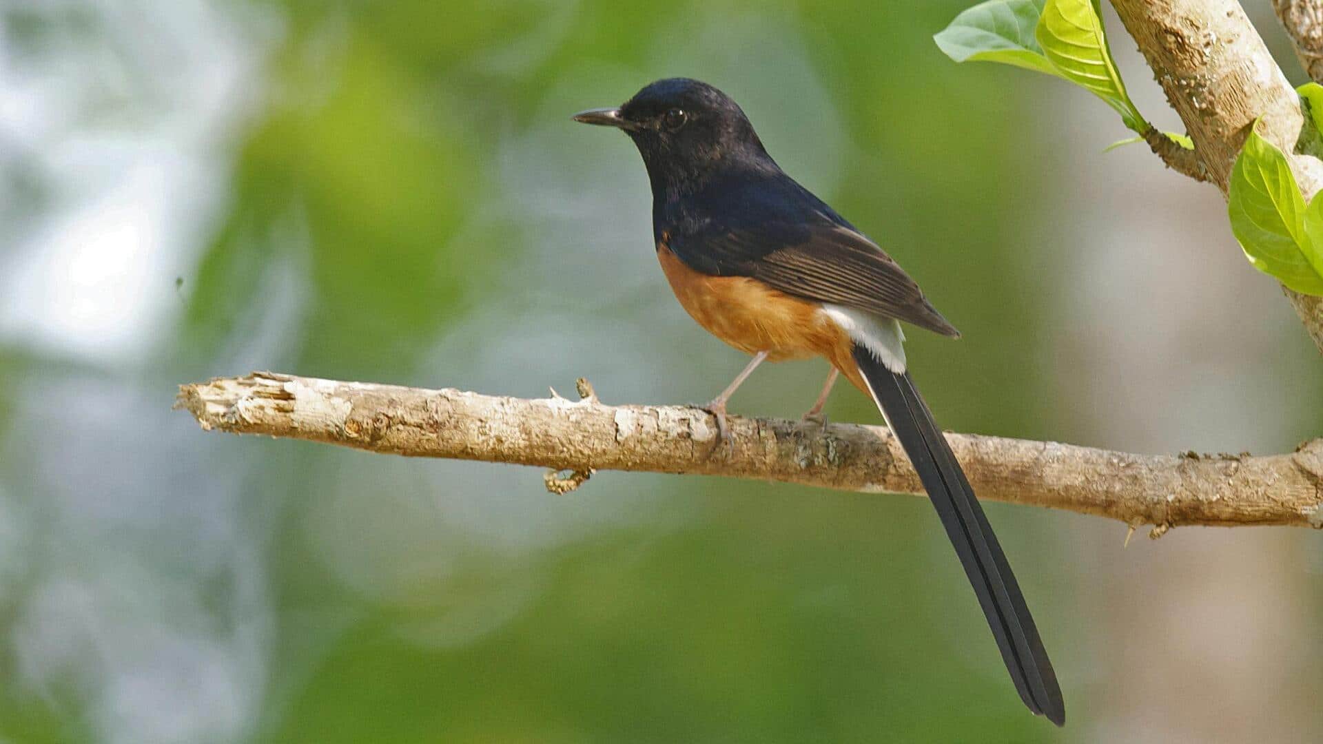 Peran Burung Murai dalam Menjaga Keseimbangan Ekosistem Lokal