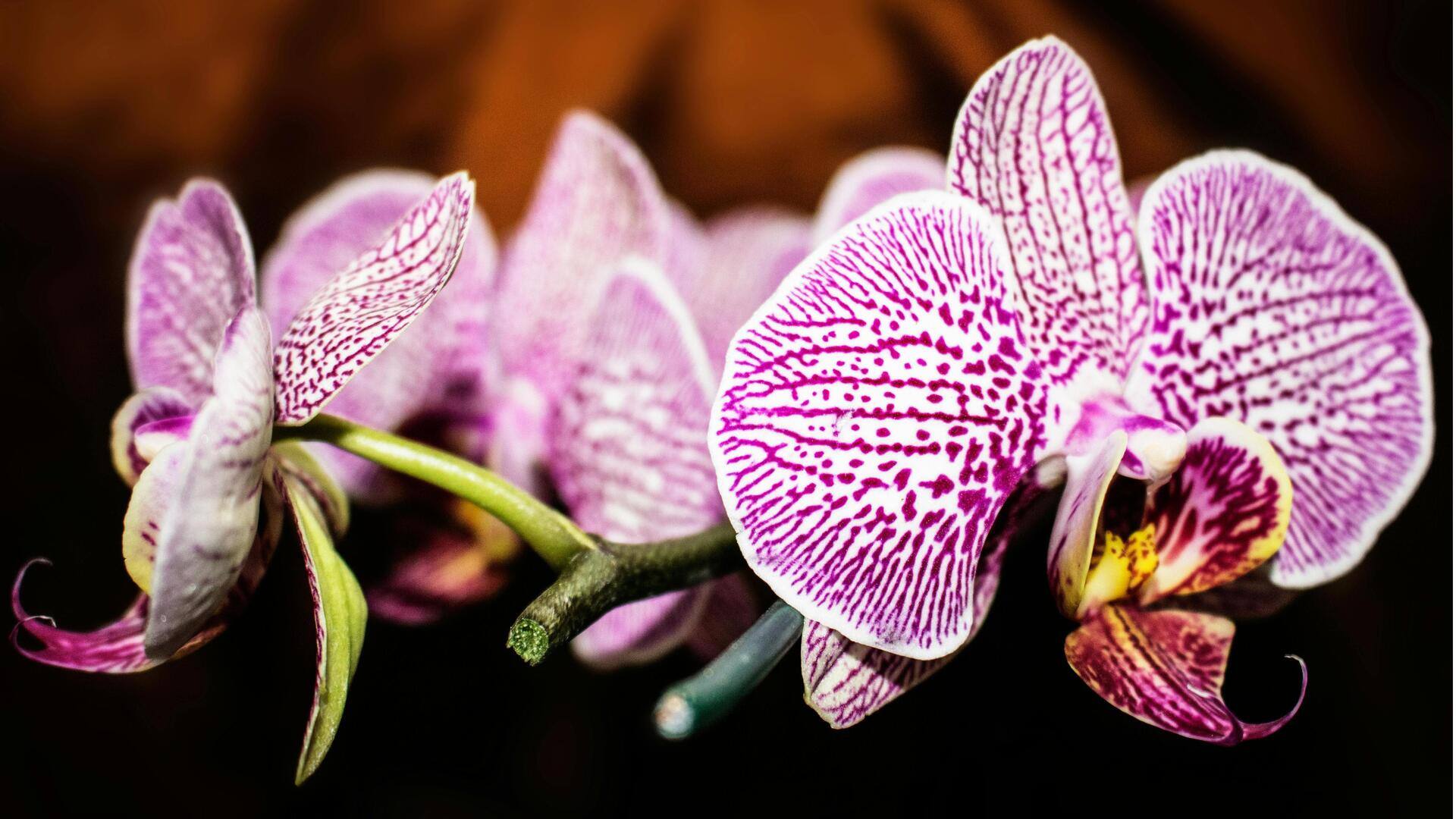 Menumbuhkan Anggrek tanpa Tanah di Rumah