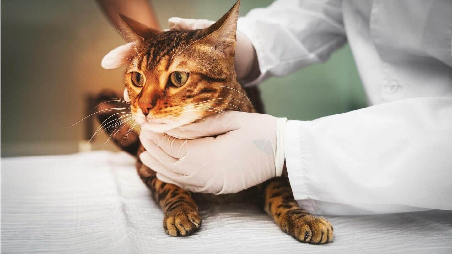 Feline Infectious Peritonitis: Mimpi buruk bagi pemilik kucing