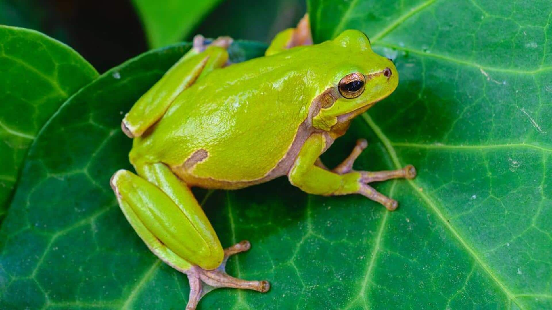 Fakta menarik tentang katak pohon Fakta menarik tentang katak pohon