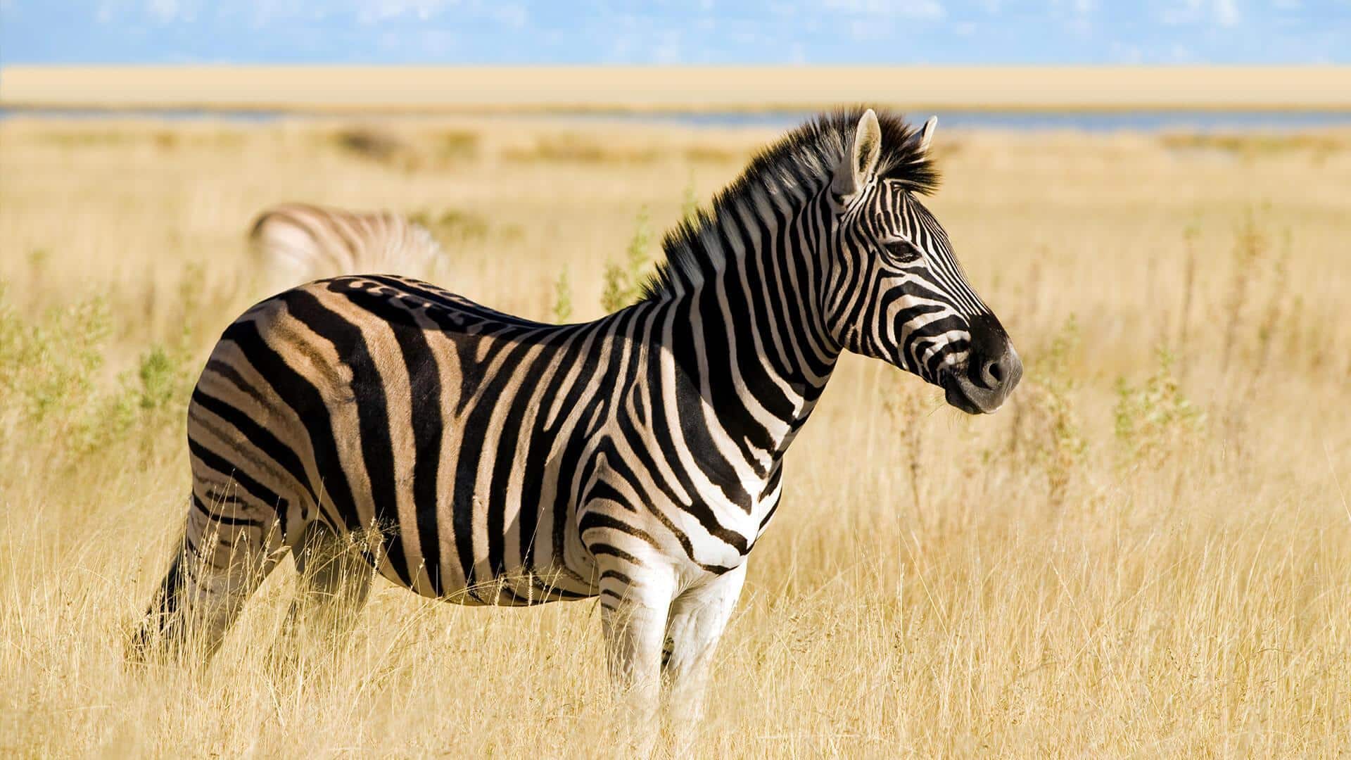 Pola Garis Zebra: Seni dan Mekanisme Pertahanan Alam