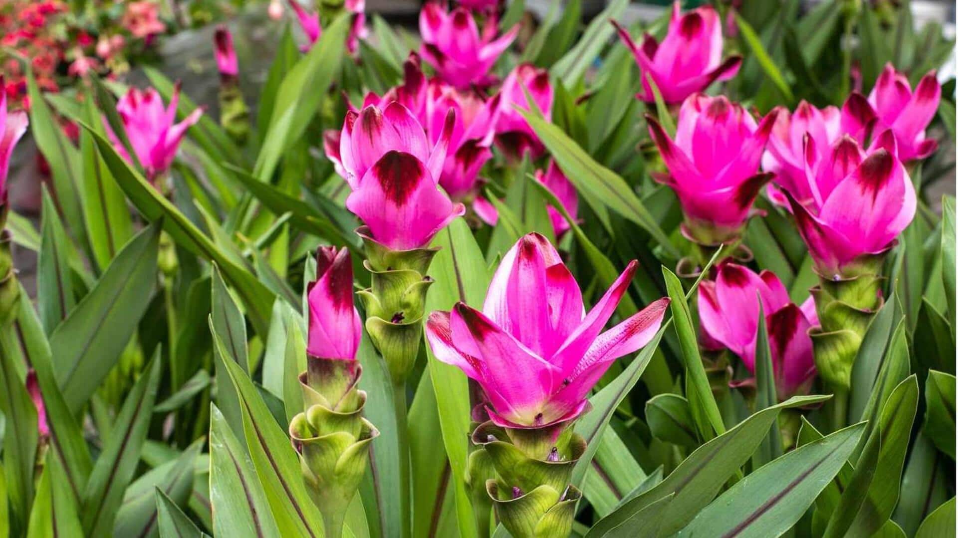 Cara Menambahkan Bunga Kunyit untuk Meningkatkan Cita Rasa Hidangan Gurih