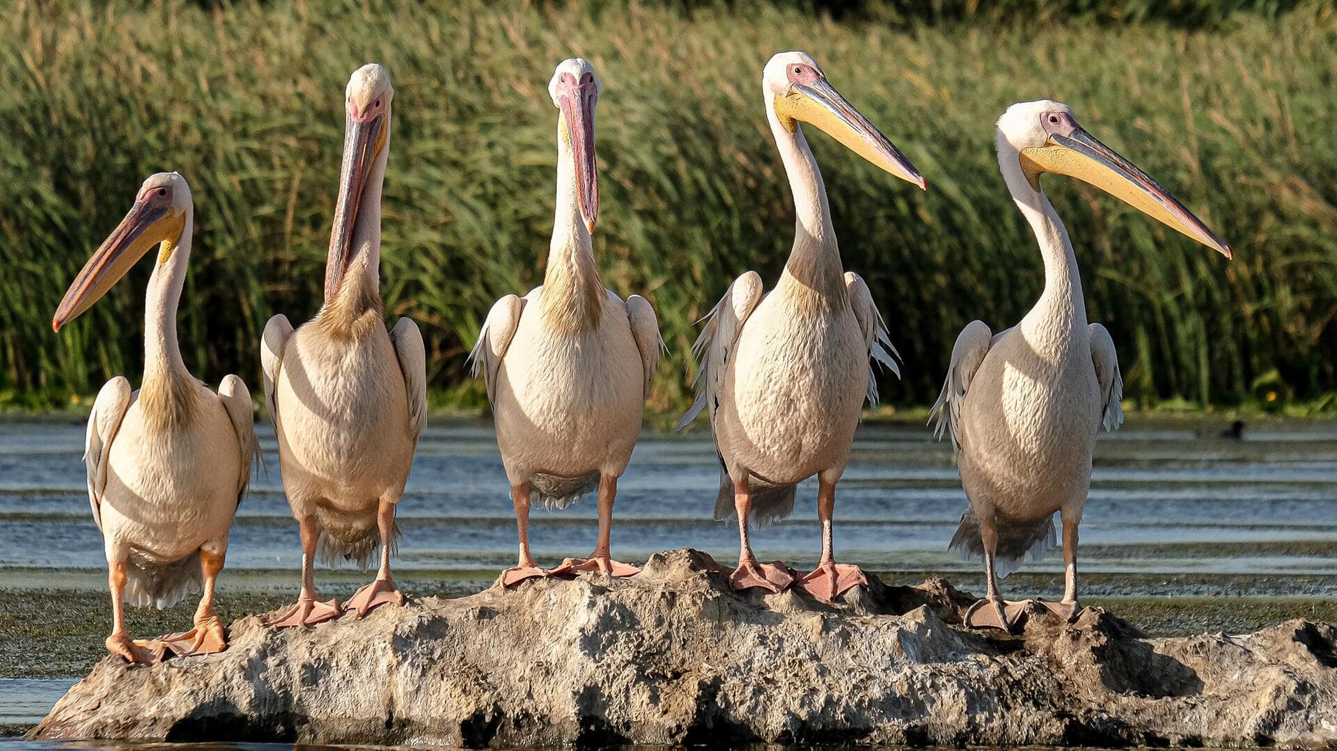 Peran Penting Pelikan di Ekosistem Lahan Basah