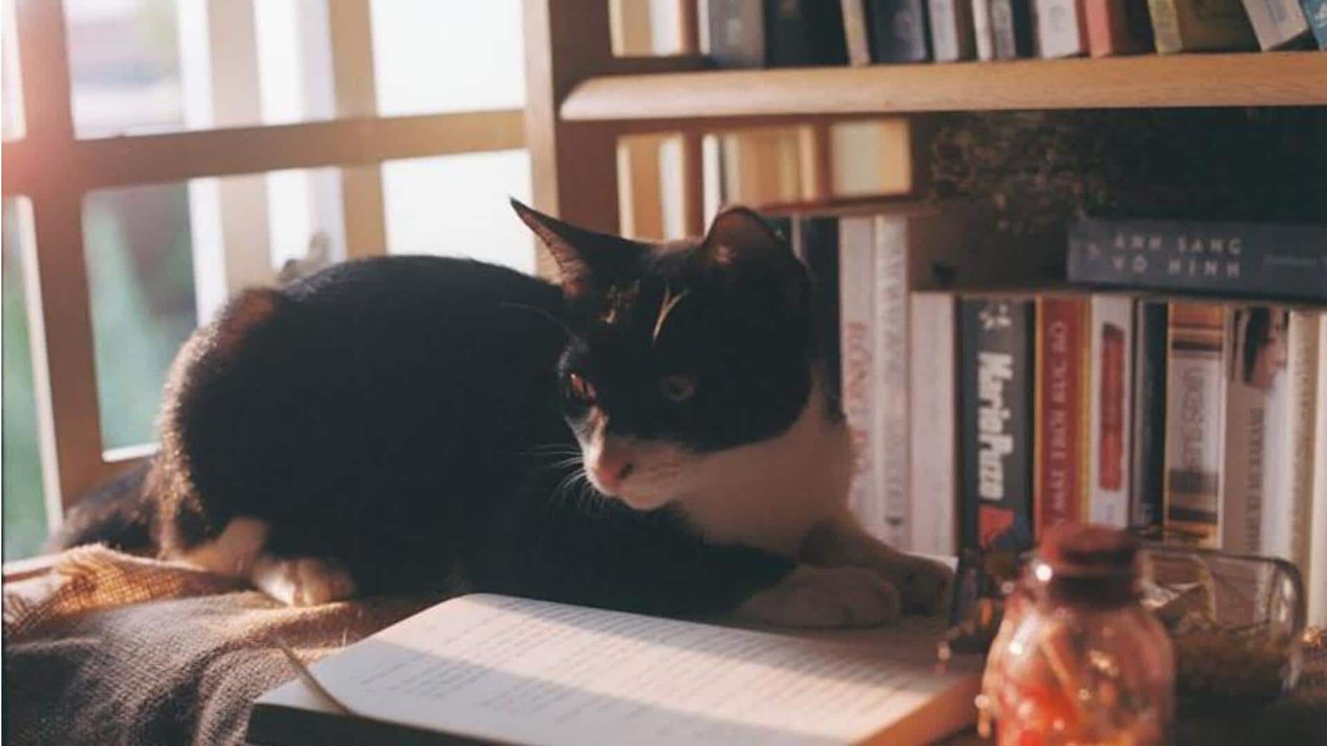 Mengungkap misteri kucing dengan buku-buku detektif kucing yang menakjubkan ini