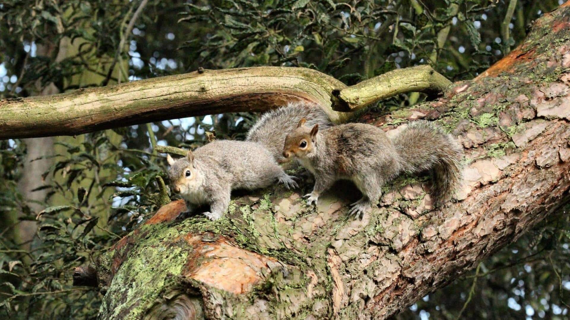 Fakta Mengejutkan tentang Perilaku Sosial Tupai