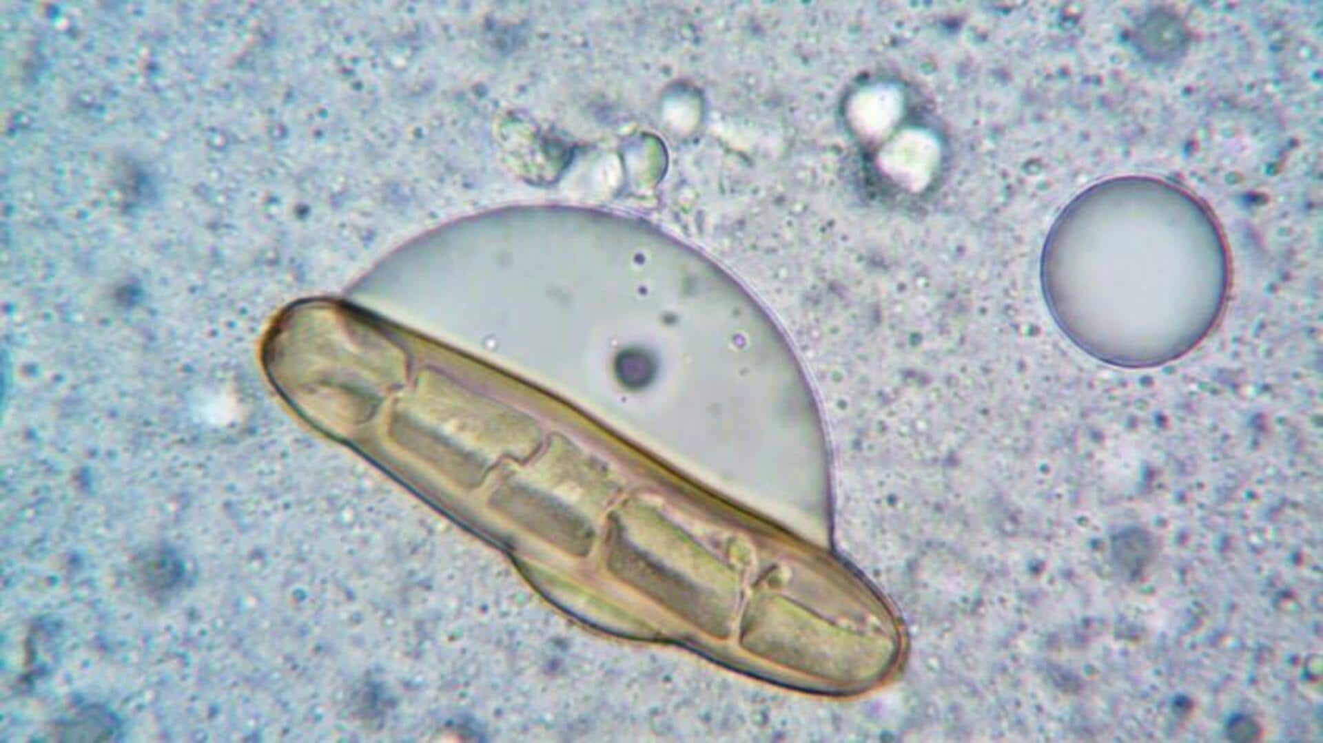 Teknologi Modern dengan Bantuan Bakteri