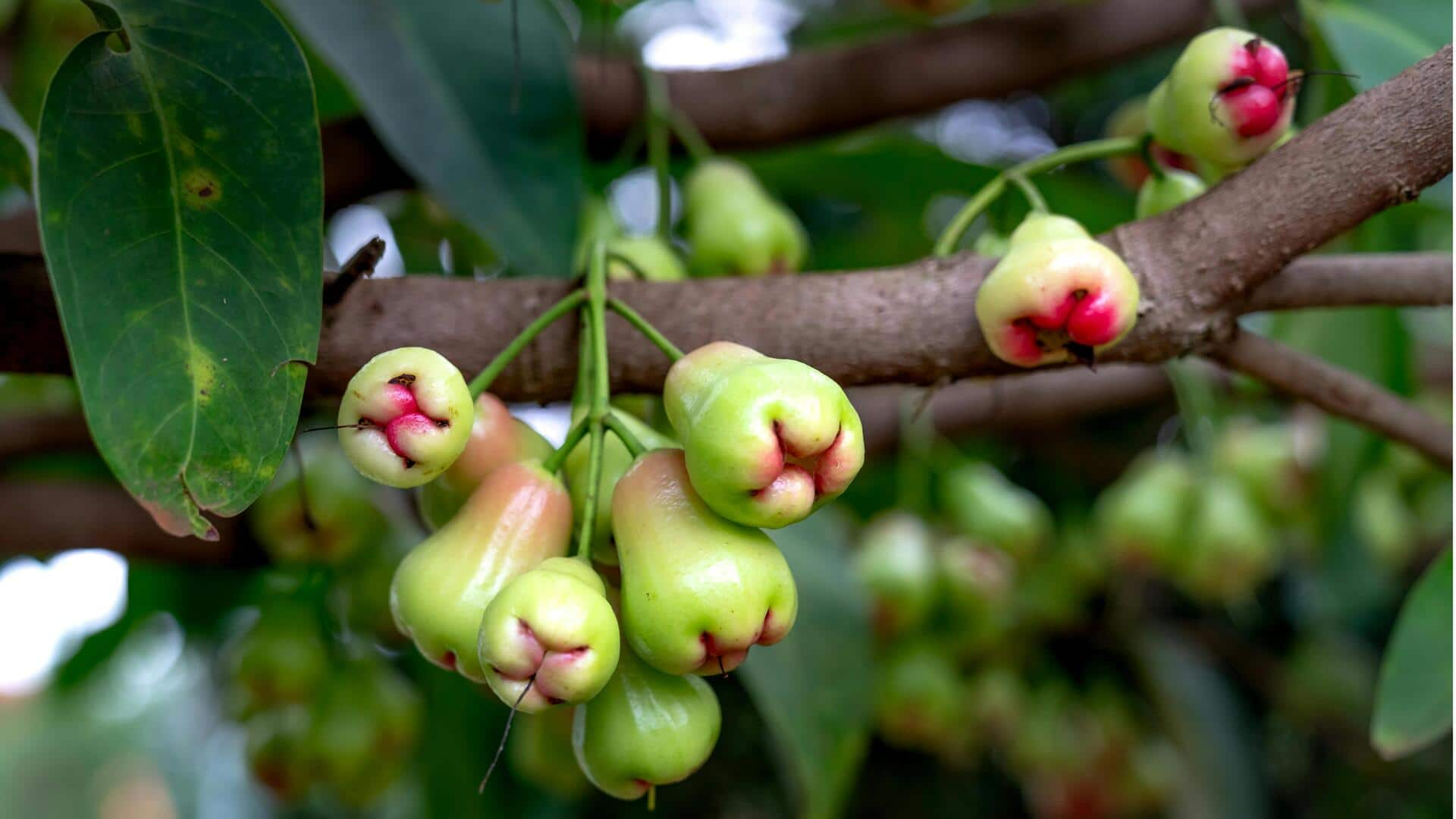 Hidangan Vegan Kaya Serat dari Jambu Air