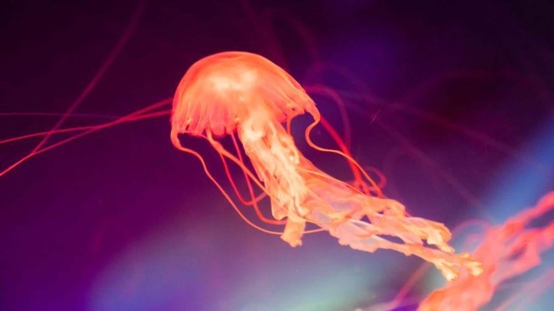 Fakta Menakjubkan tentang Biota Laut Dalam
