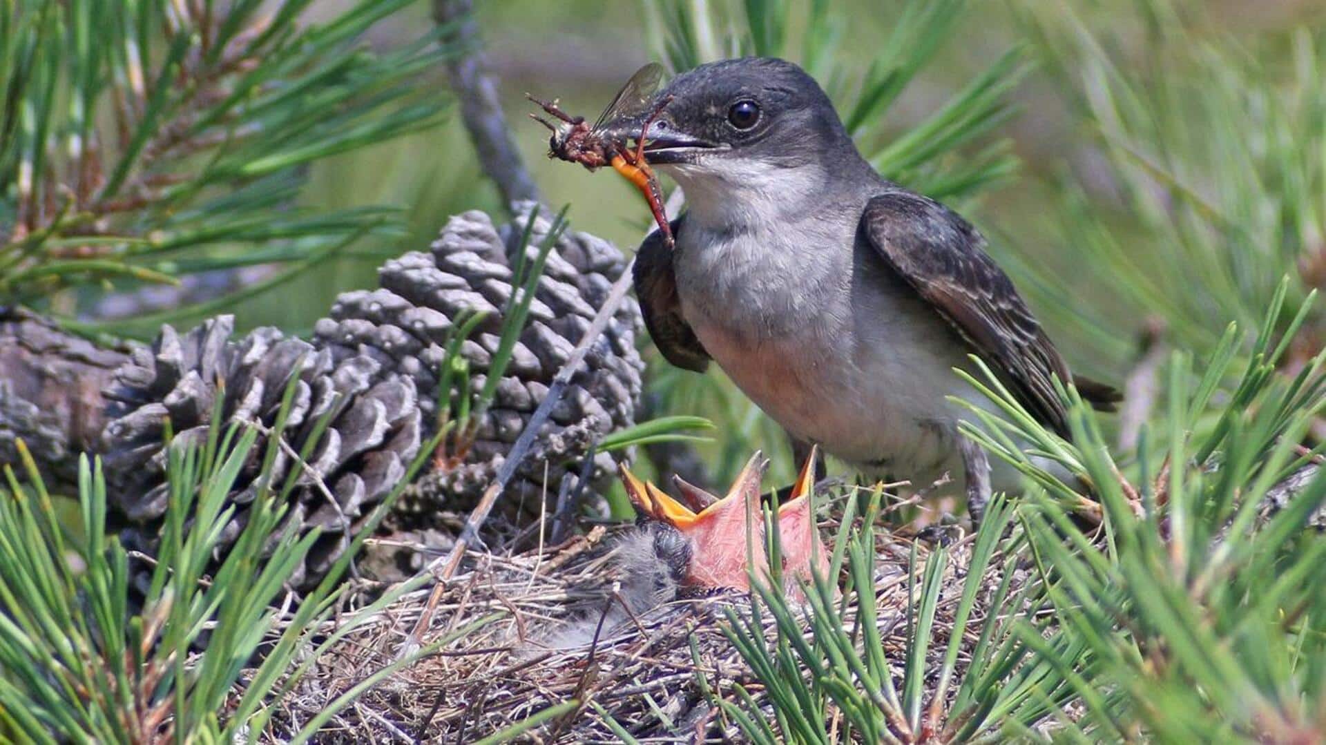 Mempelajari Kebiasaan Unik dari Burung Kingbird dalam Bersarang Mempelajari Kebiasaan Unik dari Burung Kingbird dalam Bersarang