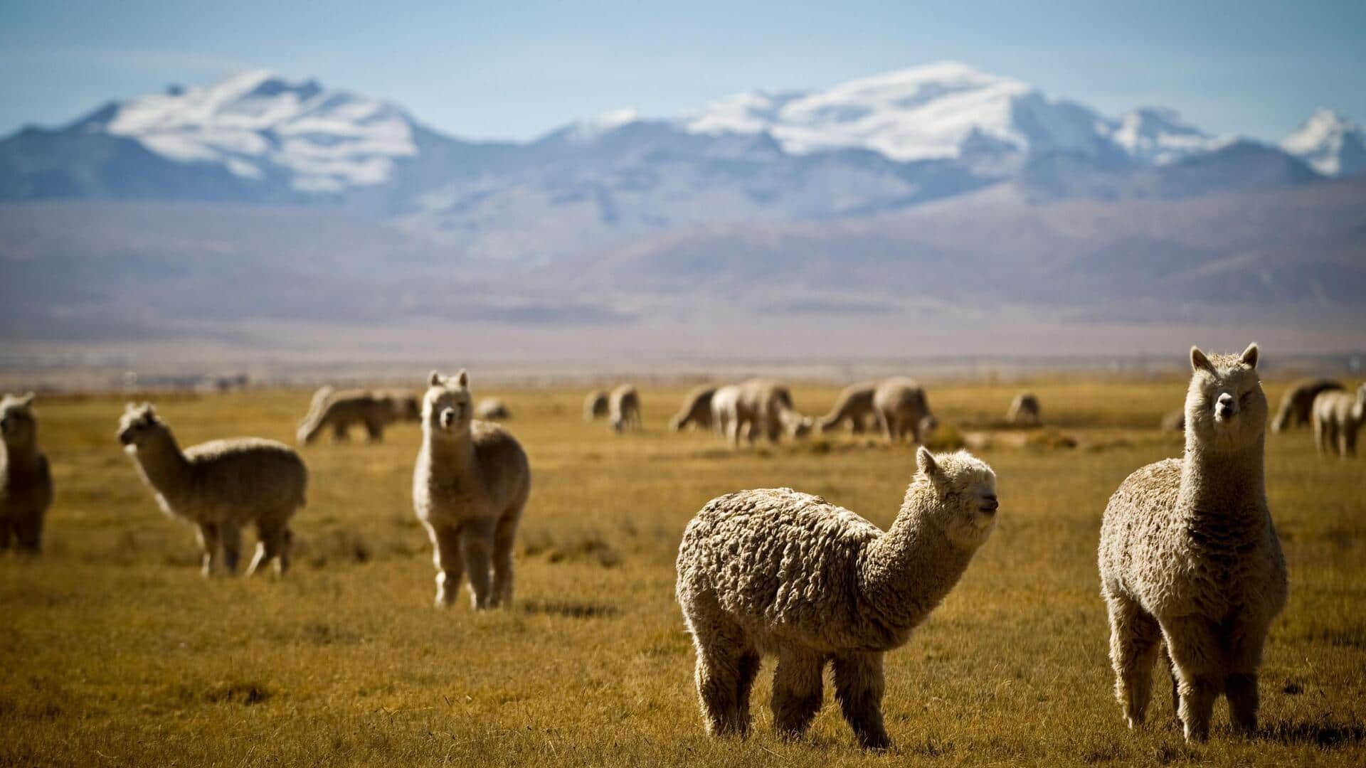 Rahasia Alpaka yang Mampu Bertahan Hidup di Pegunungan Andes, Peru