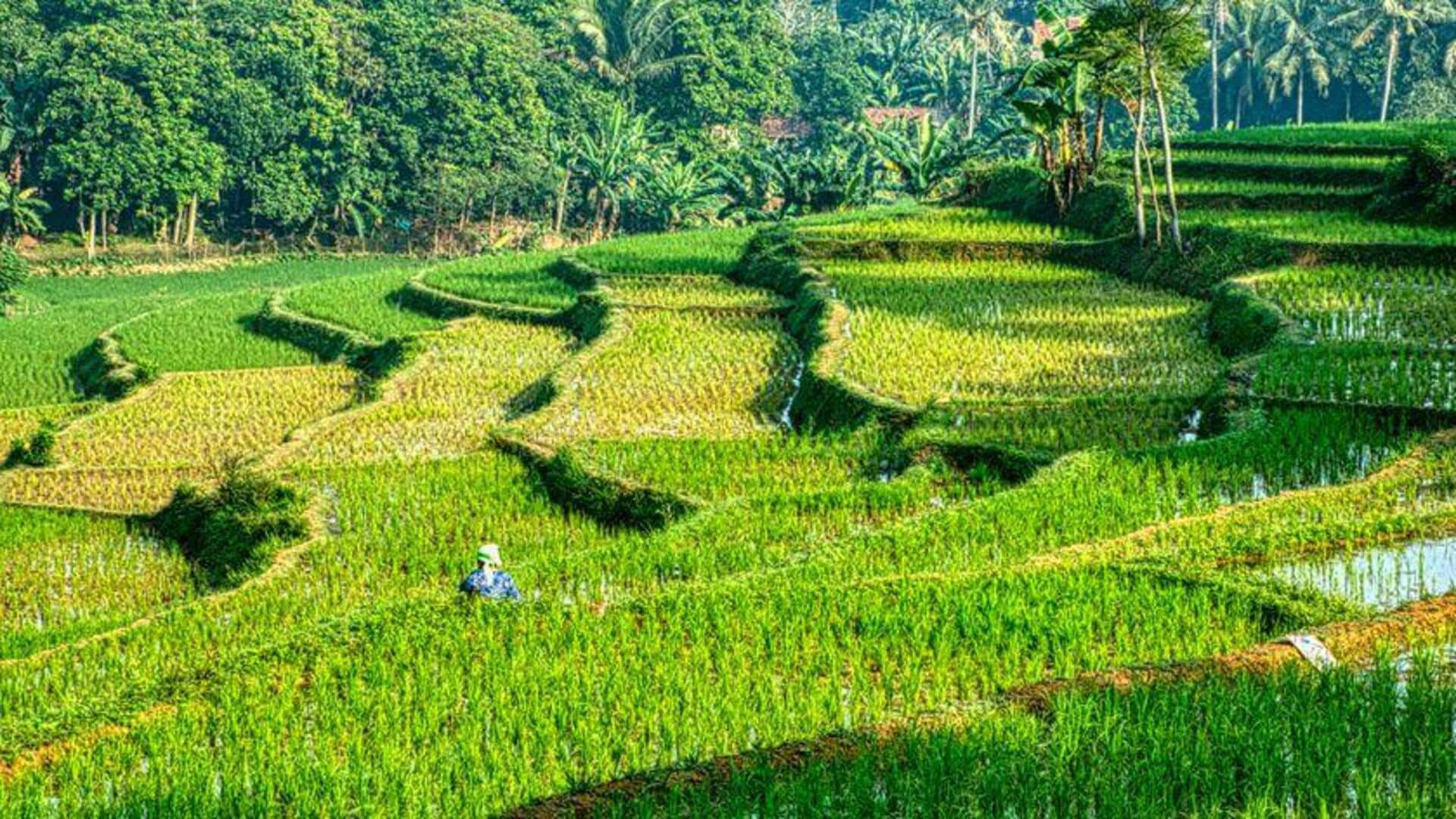 Aplikasi Unik Blockchain dalam Pertanian Indonesia
