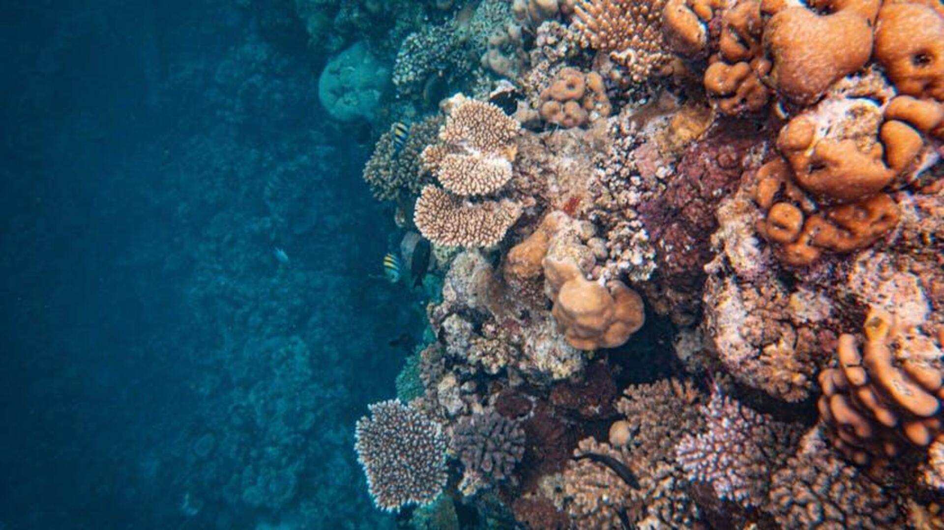 Drone Bawah Laut: Inovasi Eksplorasi Lautan Berkelanjutan