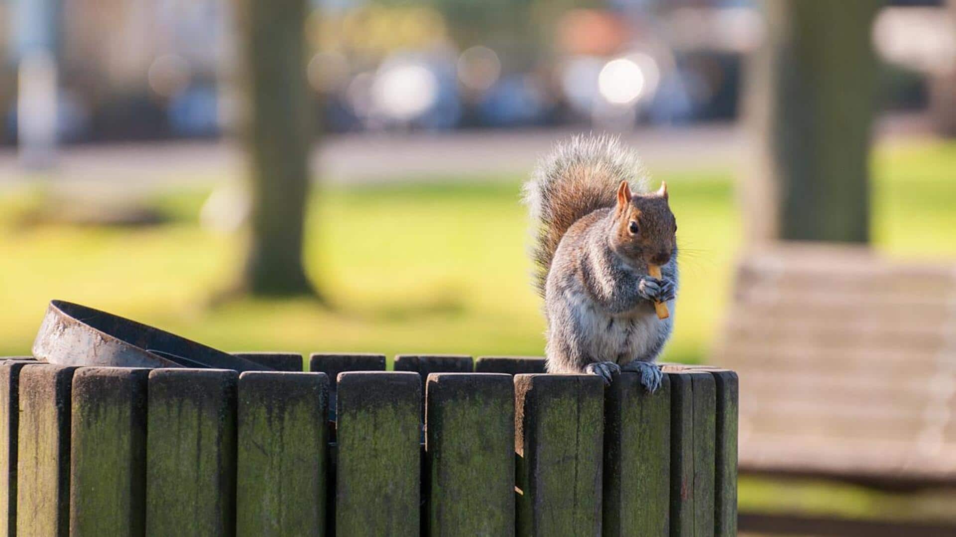 Menjelajahi Jalur Tak Terlihat dari Tupai di Lingkungan Perkotaan