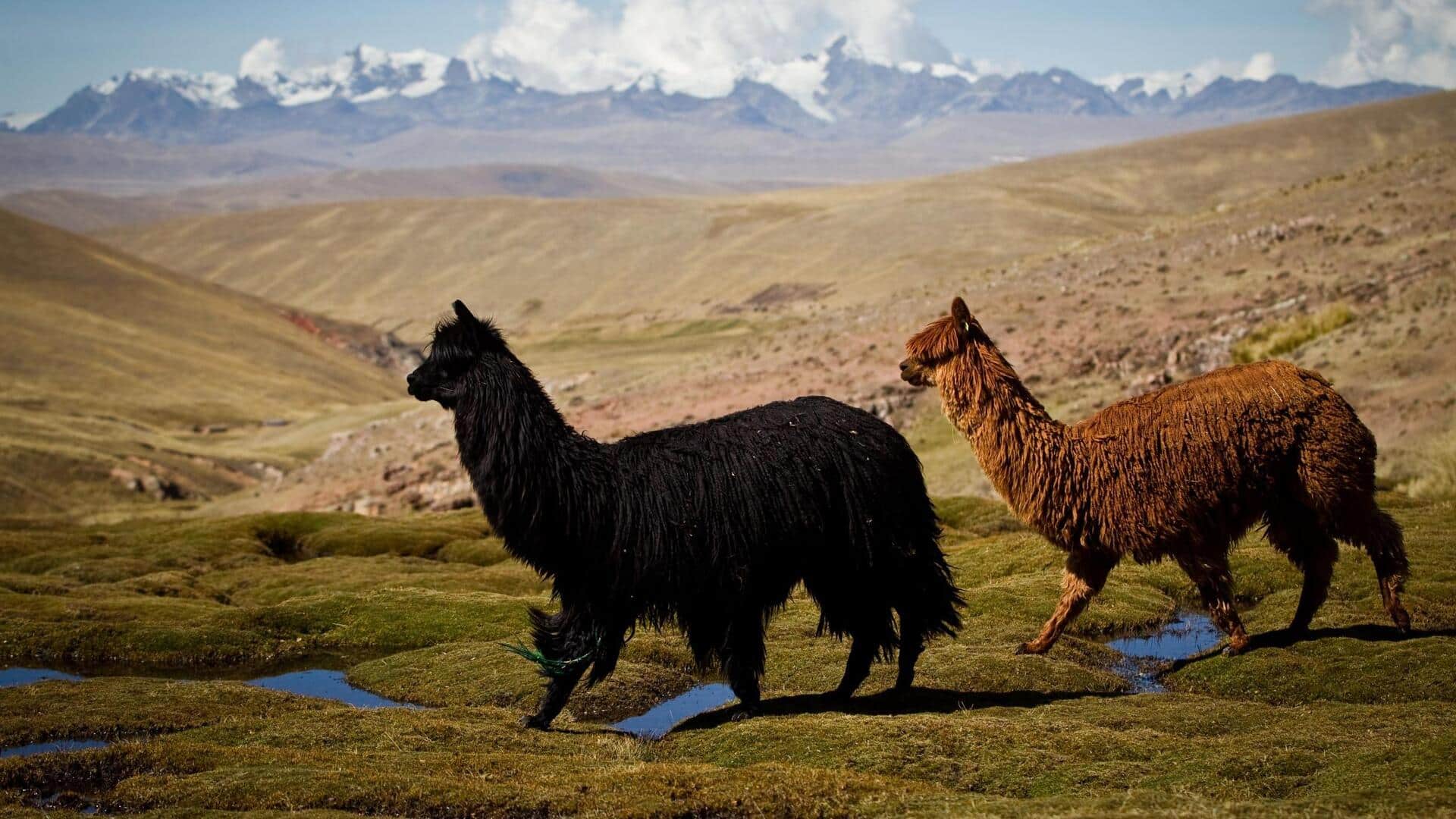 Mengungkap Teknik Bertahan Hidup Alpaka di Alam Liar