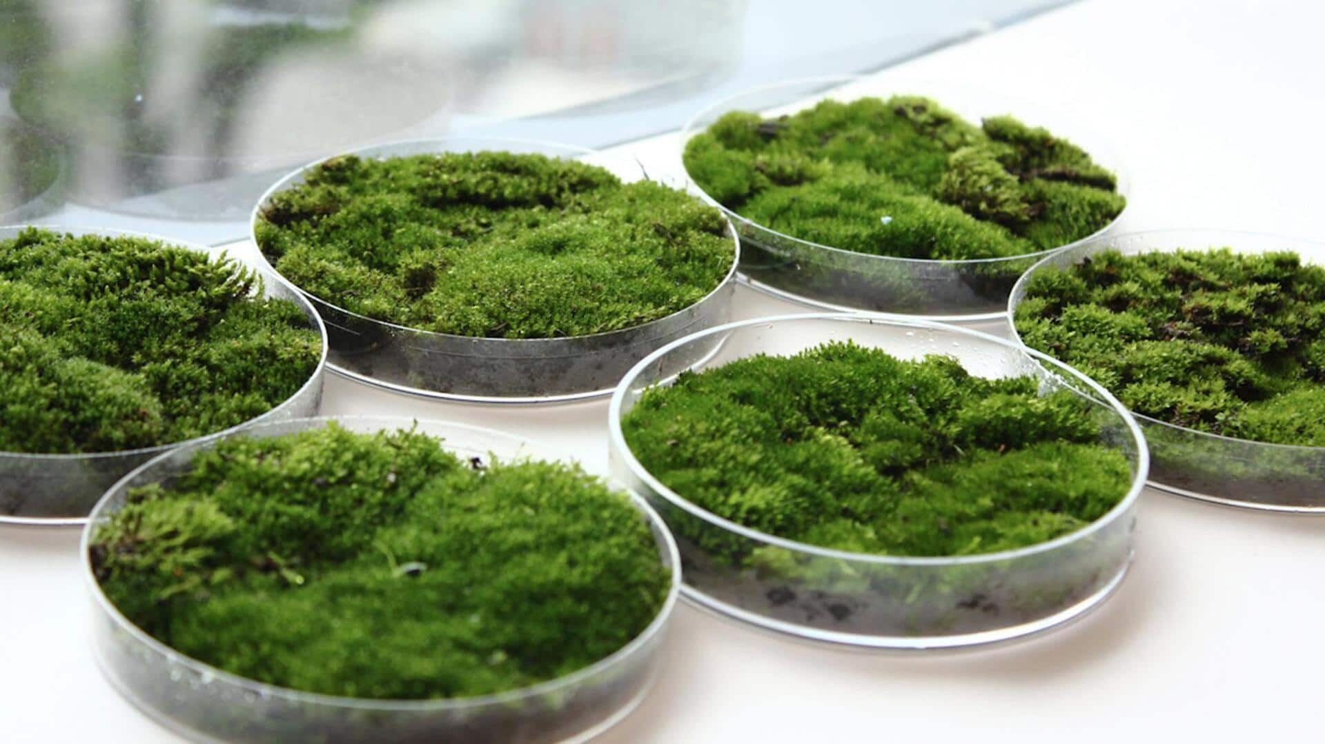 Peran Lumut dalam Penelitian Obat Modern