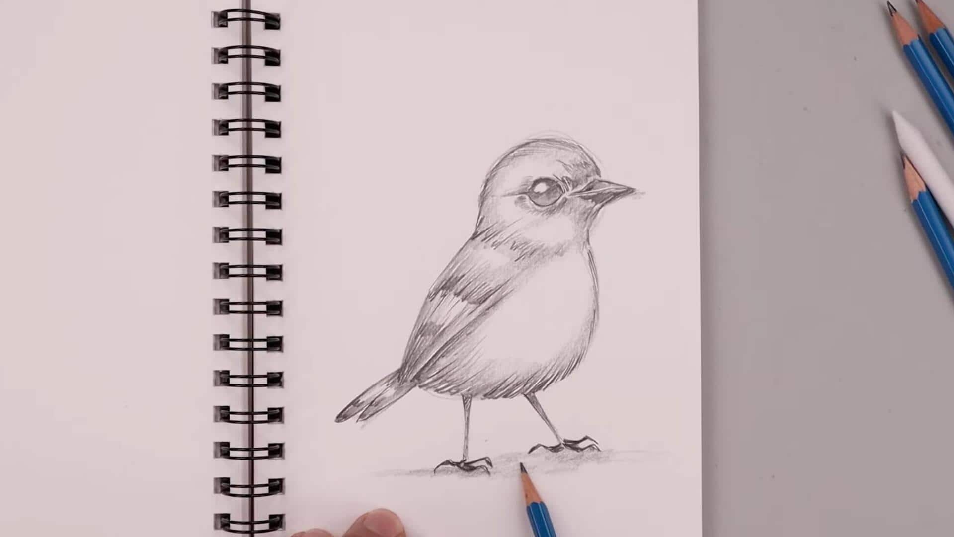 Lima Cara Mudah Menggambar Burung dari Balkon Rumah Anda