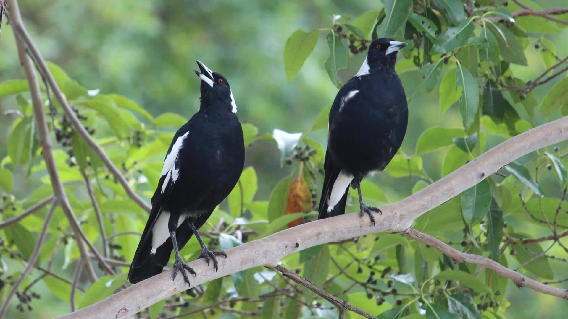 Menjelajahi Kemampuan Burung Magpie dalam Meniru Berbagai Suara