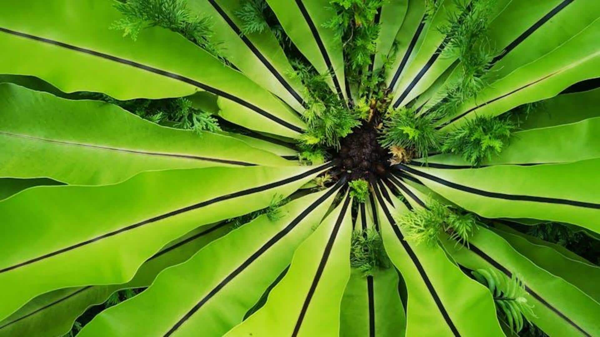 Cara Mudah Menanam Pakis Asli di Taman Indonesia