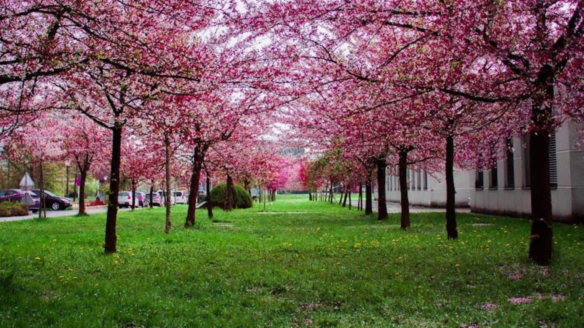 Menikmati Bunga Sakura di Vancouver