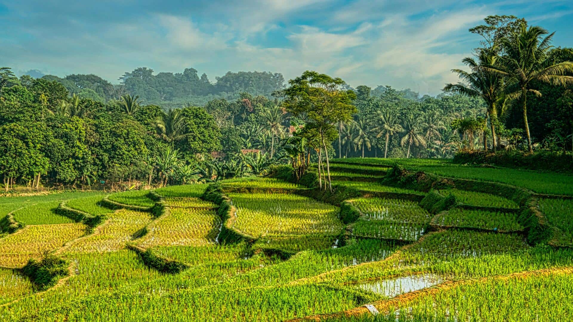 Menemukan Keindahan Terasering Padi di Jawa Barat Menemukan Keindahan Terasering Padi di Jawa Barat