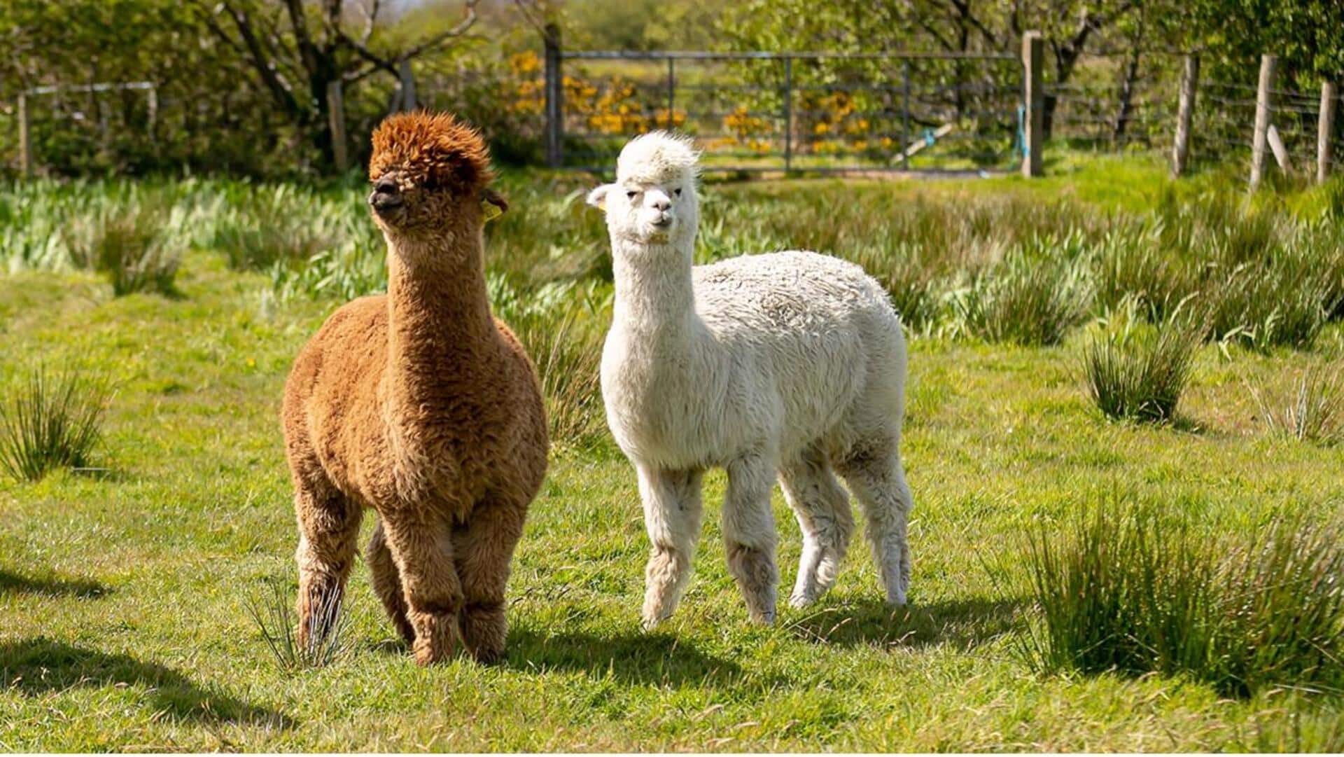 Lima Fakta Menarik tentang Pengaruh Habitat dalam Kehidupan Alpaka