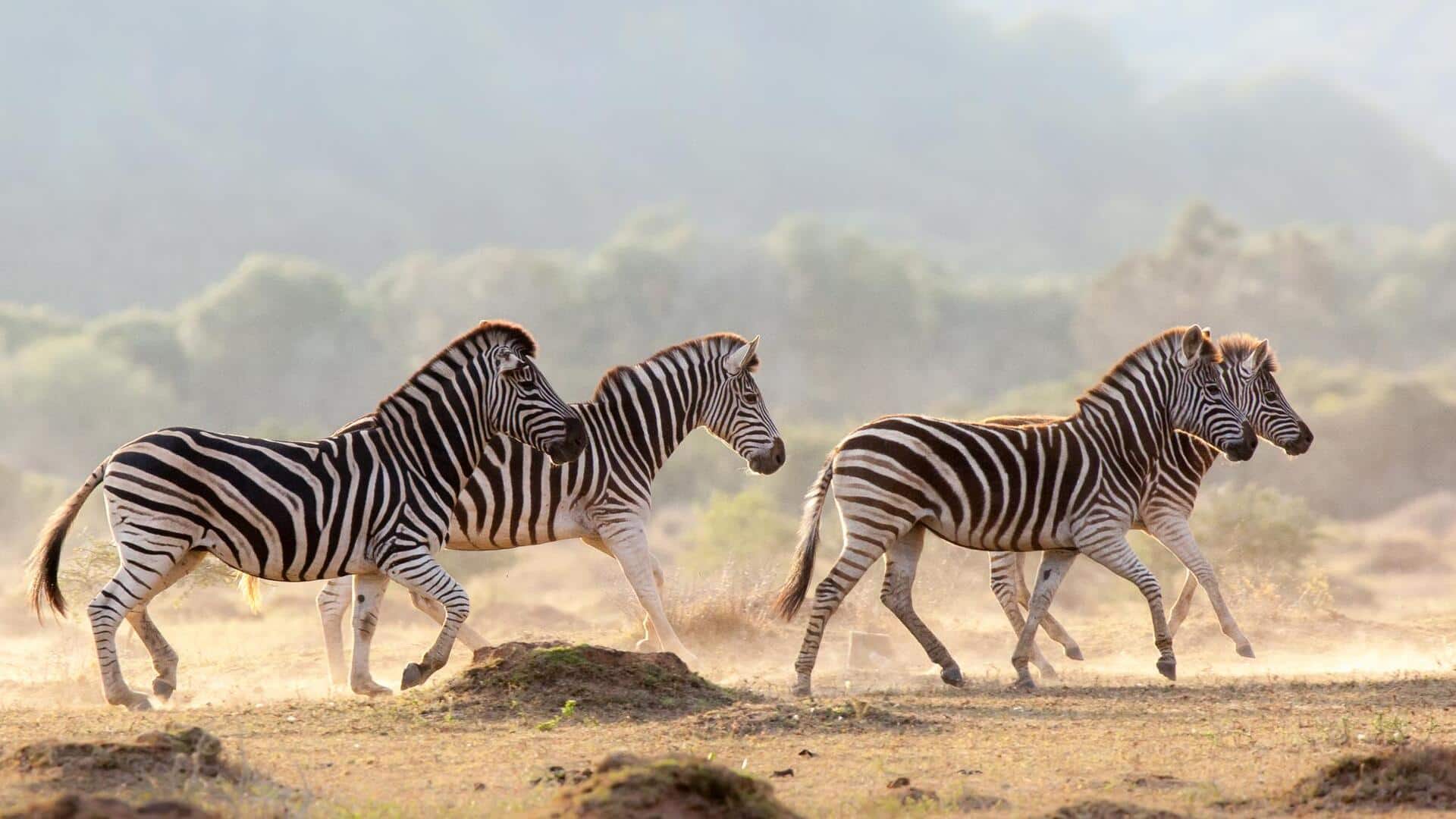 Mengungkap Evolusi dan Ekologi Dibalik Pola Garis Zebra 