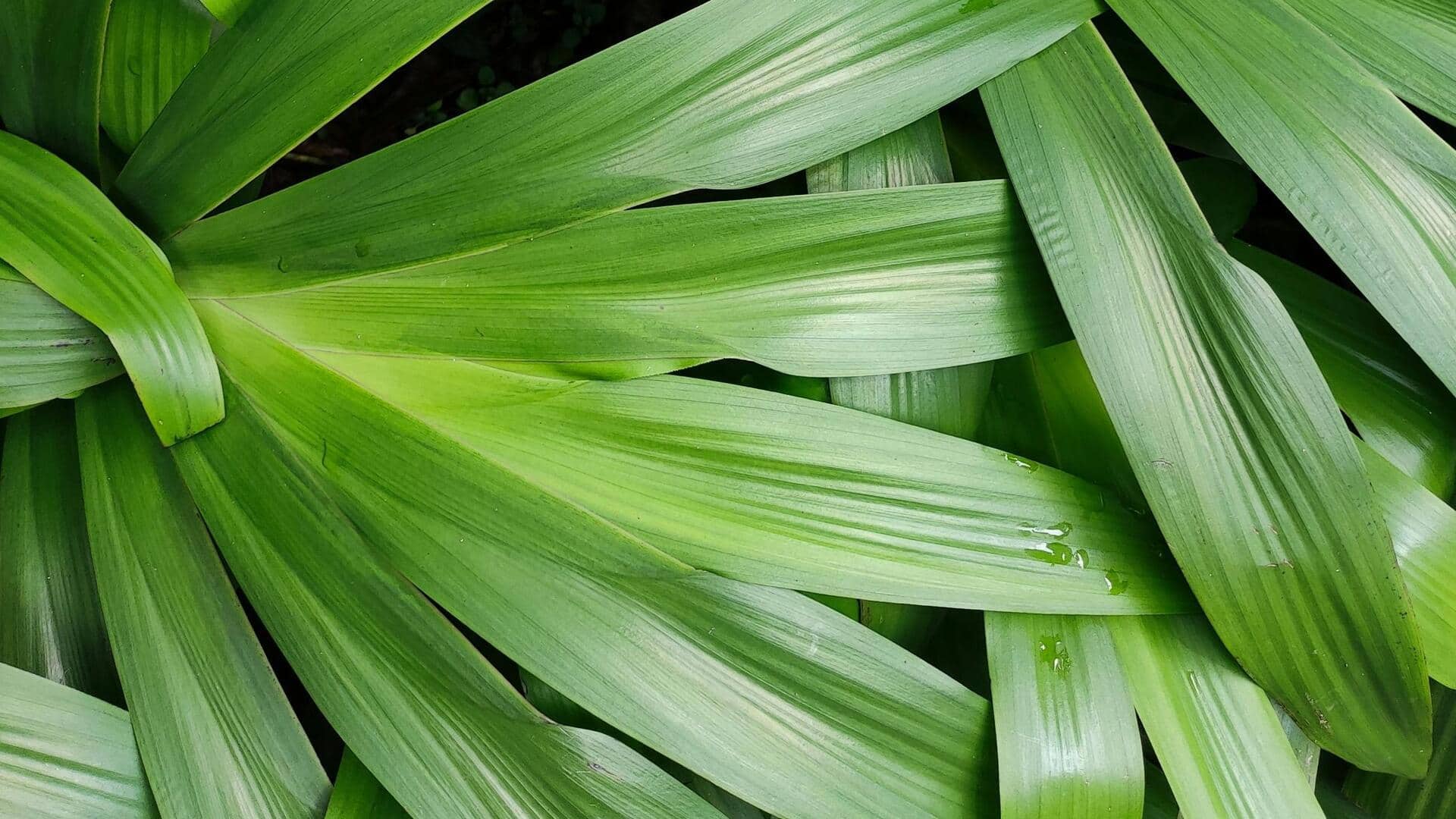 Lima Tips Mudah Menanam Pandan Wangi di Balkon Anda