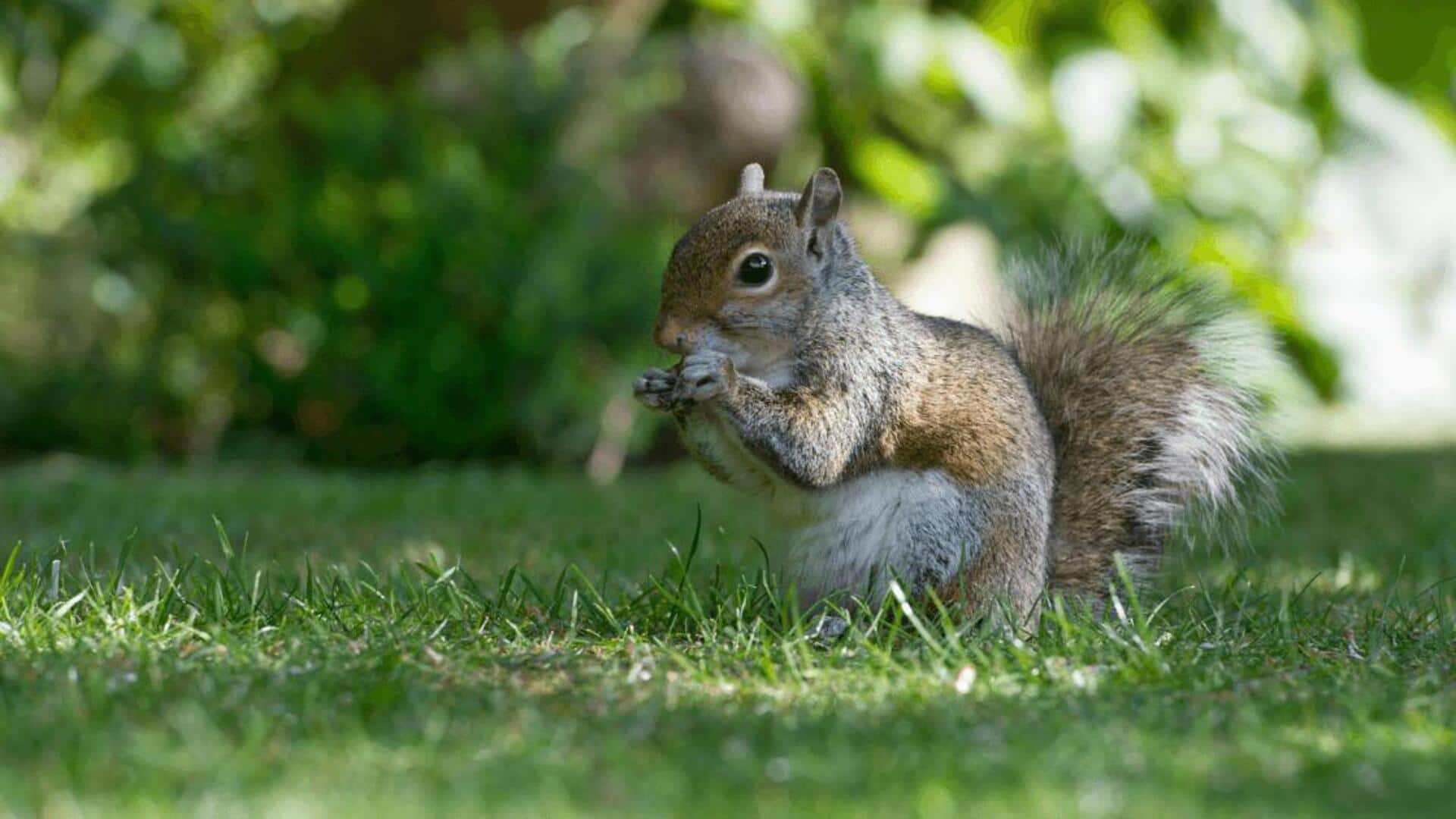 Mengungkap Mitos dan Fakta tentang Kebiasaan Tupai di Area Perkotaan
