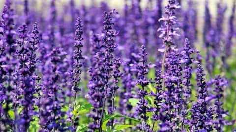 Penggunaan Menakjubkan Lavender di Luar Aromaterapi Tradisional