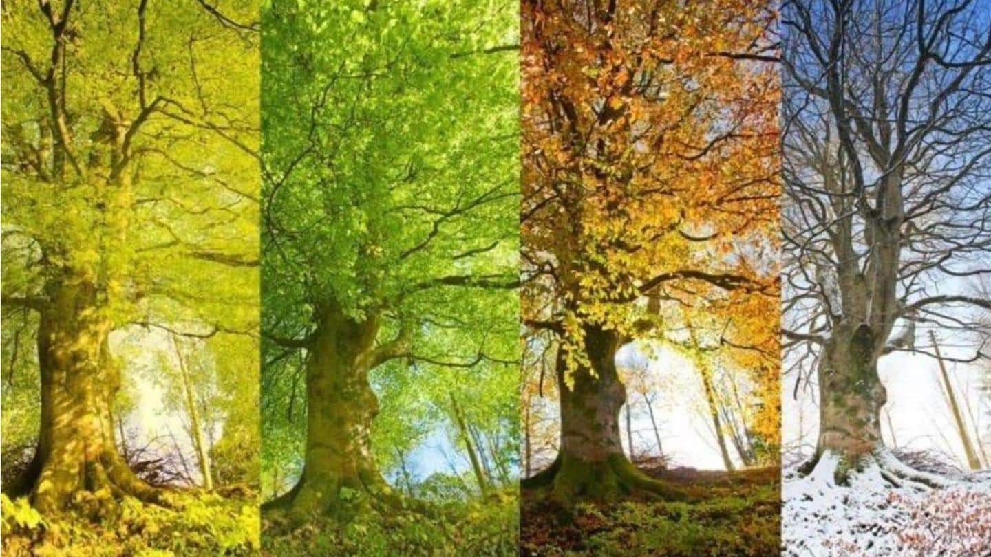 Изменения природы в июне. Времена года на дереве. Пейзаж в Разное время года. Дерево летом и осенью.