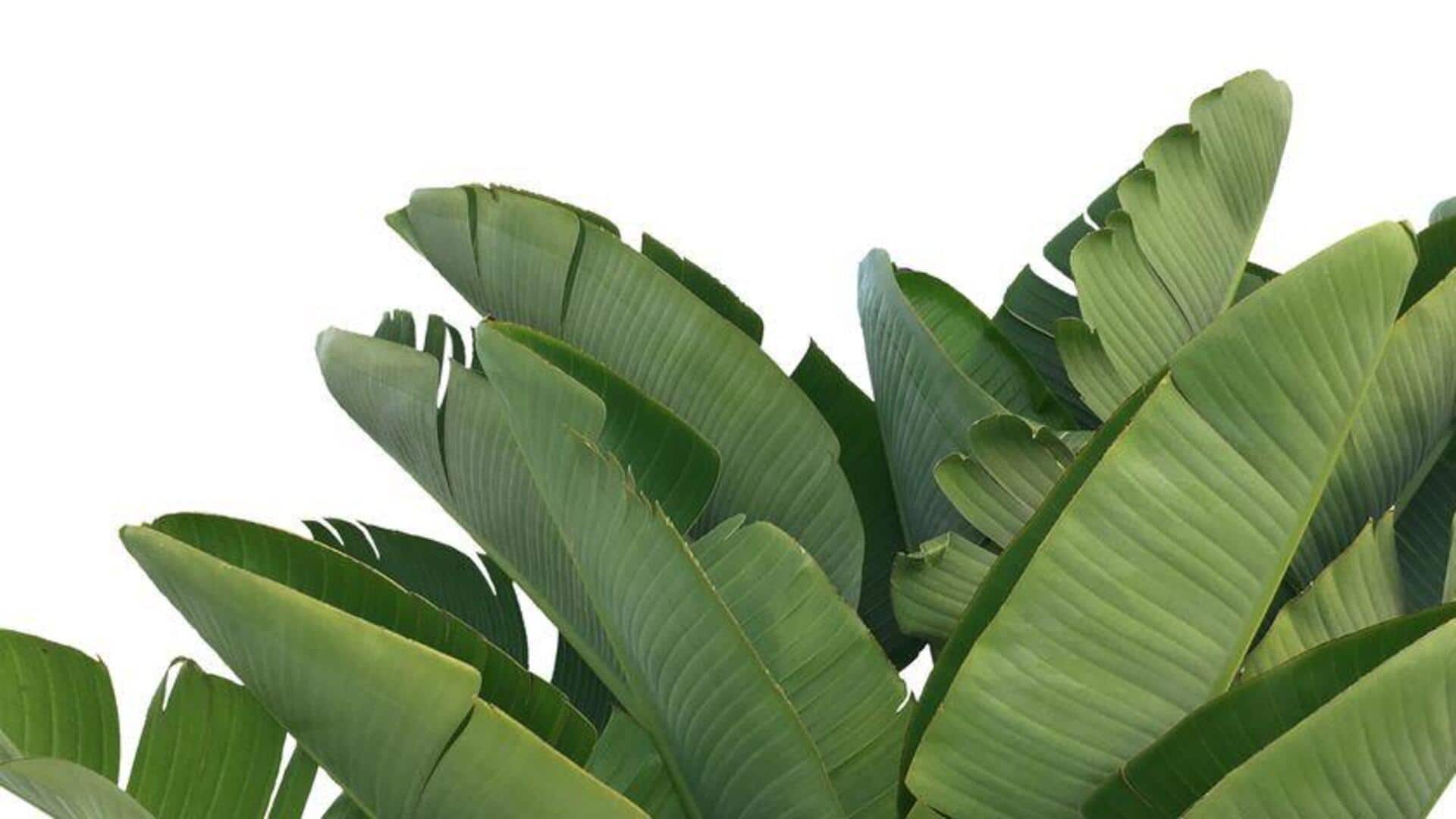 Lima Kegunaan Unik Daun Pisang di Dapur