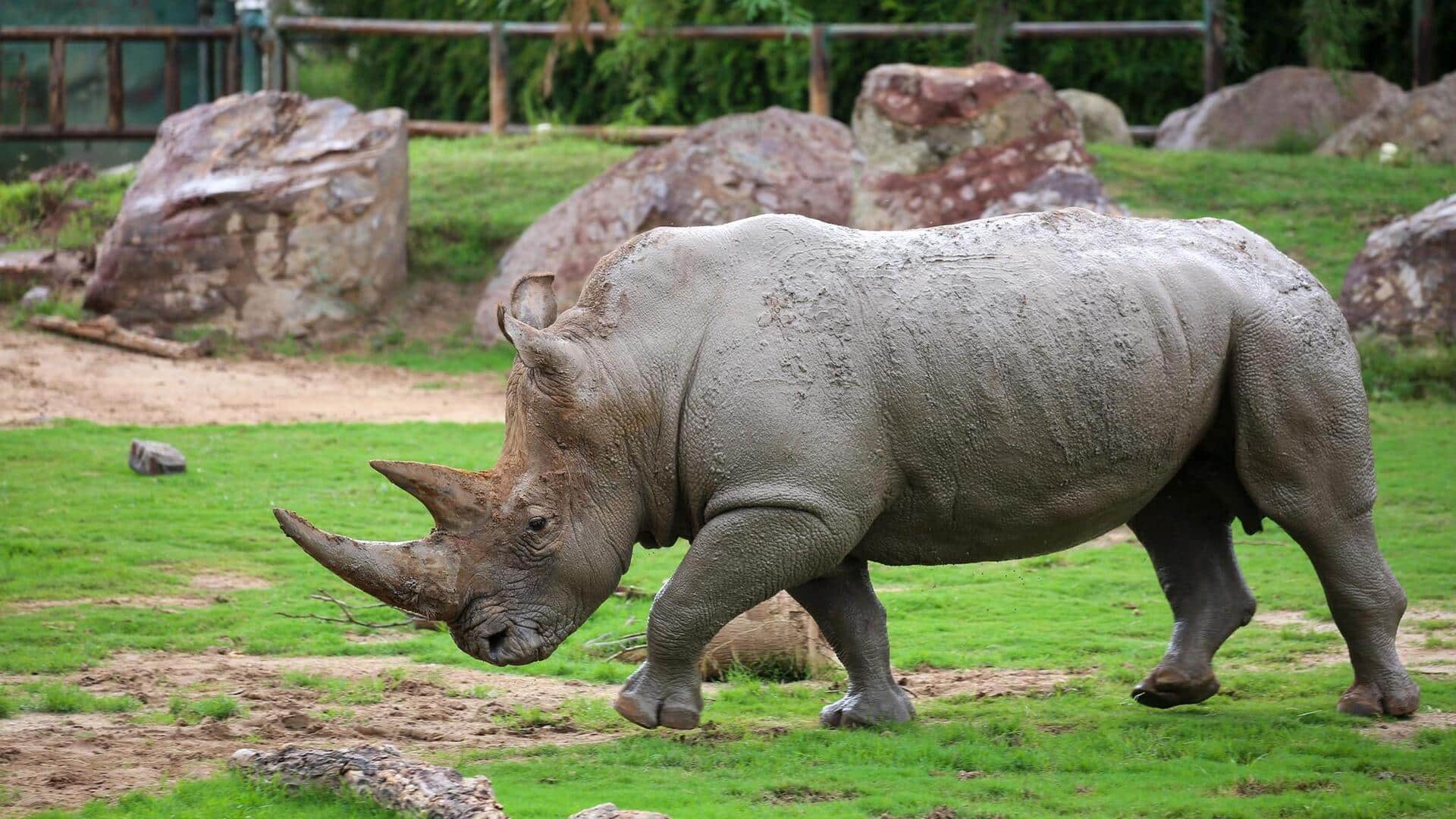 Adaptasi Pertahanan Badak yang Mengejutkan